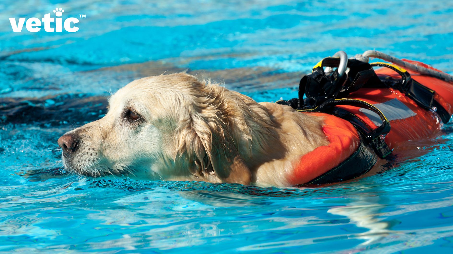 Photo of a Golden Labrador in a life jacket swimming in a pool. Goldens are particularly susceptible to hip dysplasia and hydrotherapy is one effective way to reduce their pain and discomfort.
