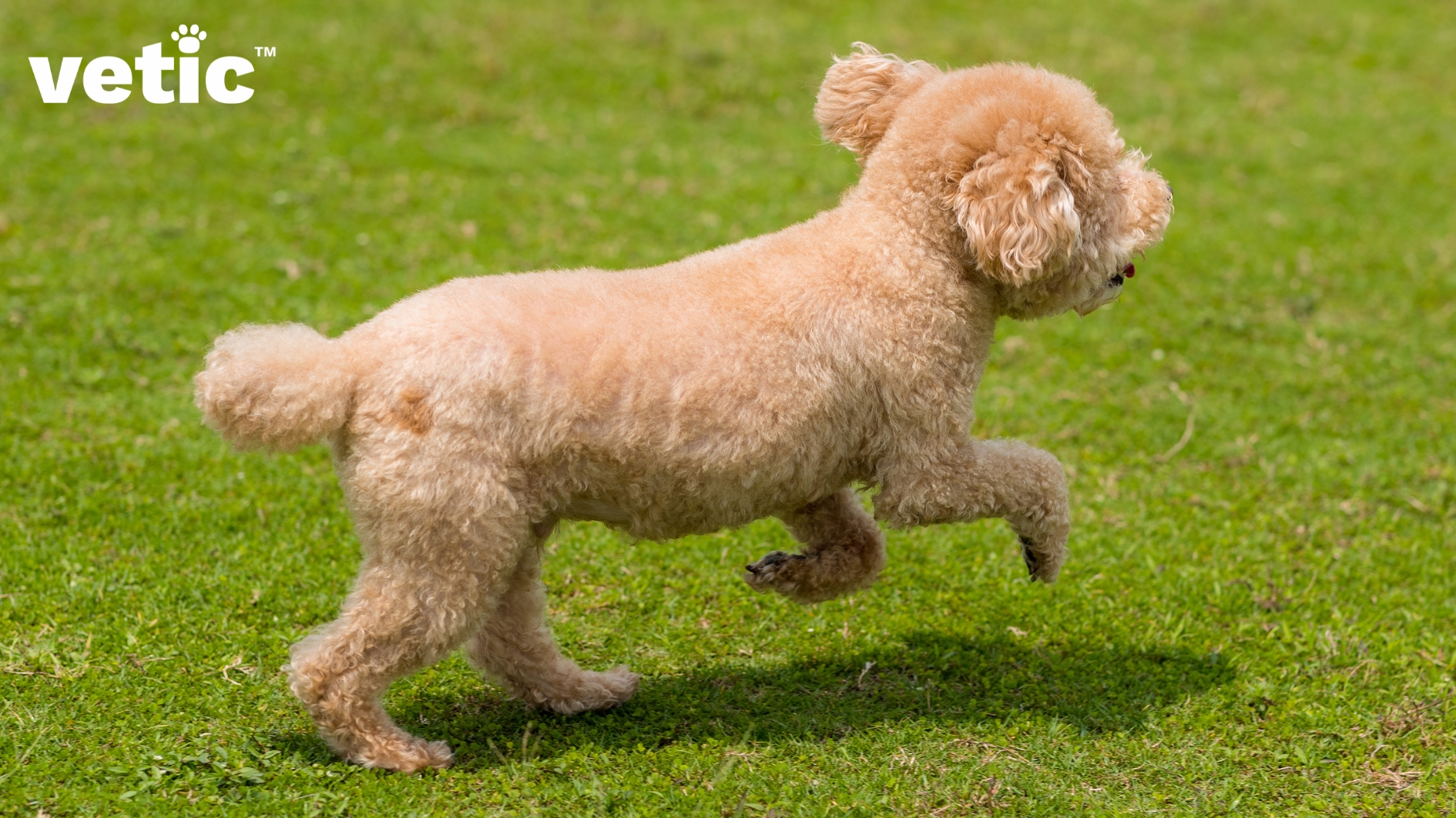 A fawn miniature poodle running across a green field. the miniature poodle breed is highly energetic and playful.