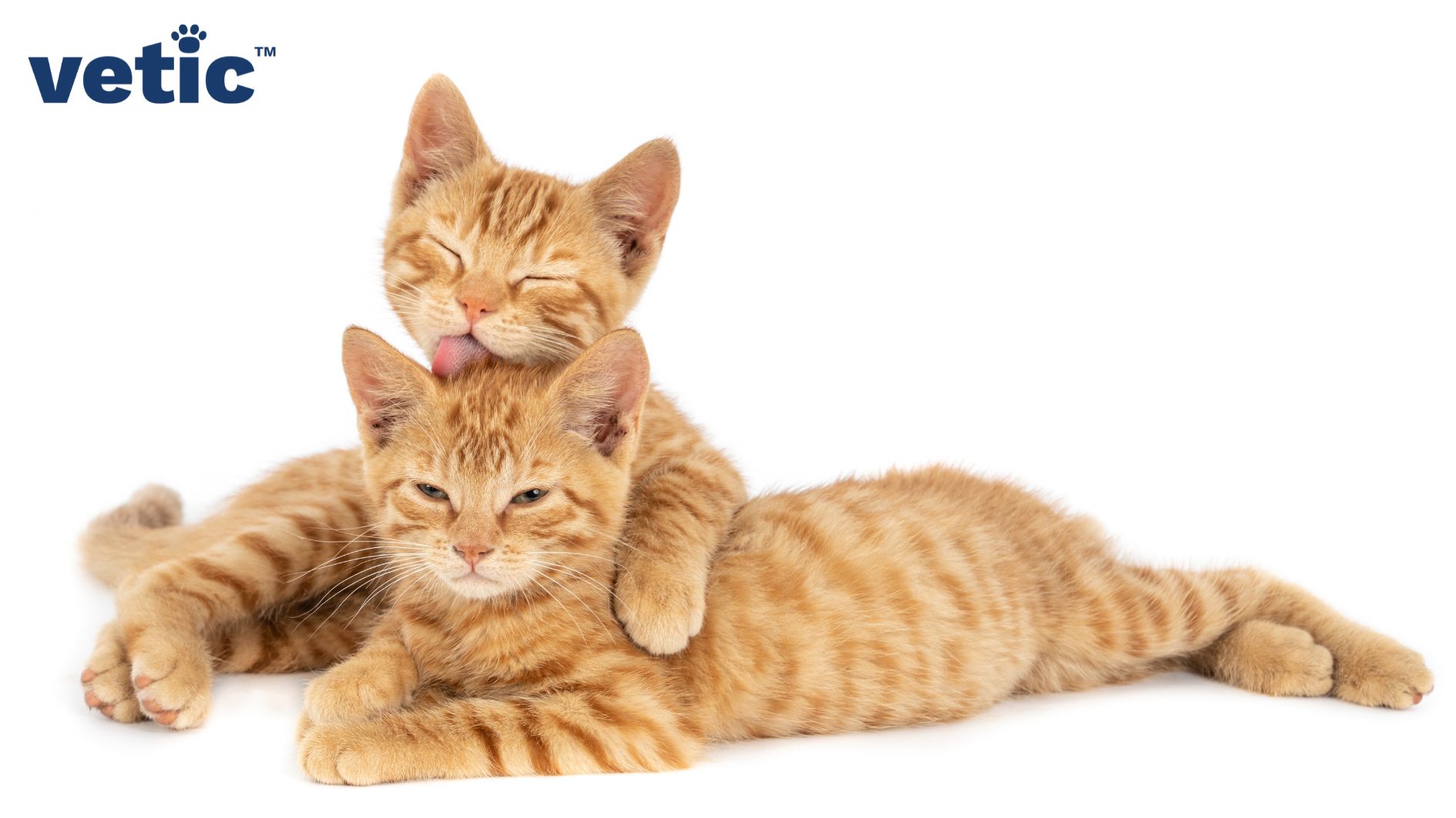 Two orange tabby kittens lying side by side. One is licking the other. they are each around 3 months old. They will reach sexual maturity within another 30-45 days and 4 to 6 months may be the ideal time for neutering cats