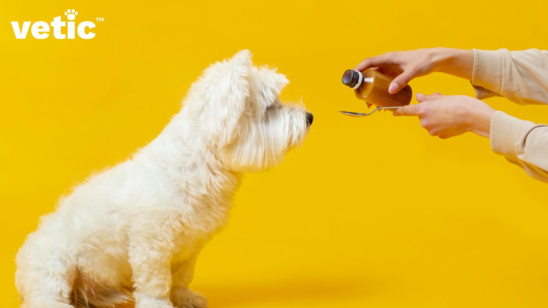 Fully white fluffy toy dog on the left. side profile of the dog visible. could be a Bichon Frise. Two hands visible on the right. The person is holding an unlabeled medicine bottle in their right hand and a spoon on the left, ready to pour the med.
