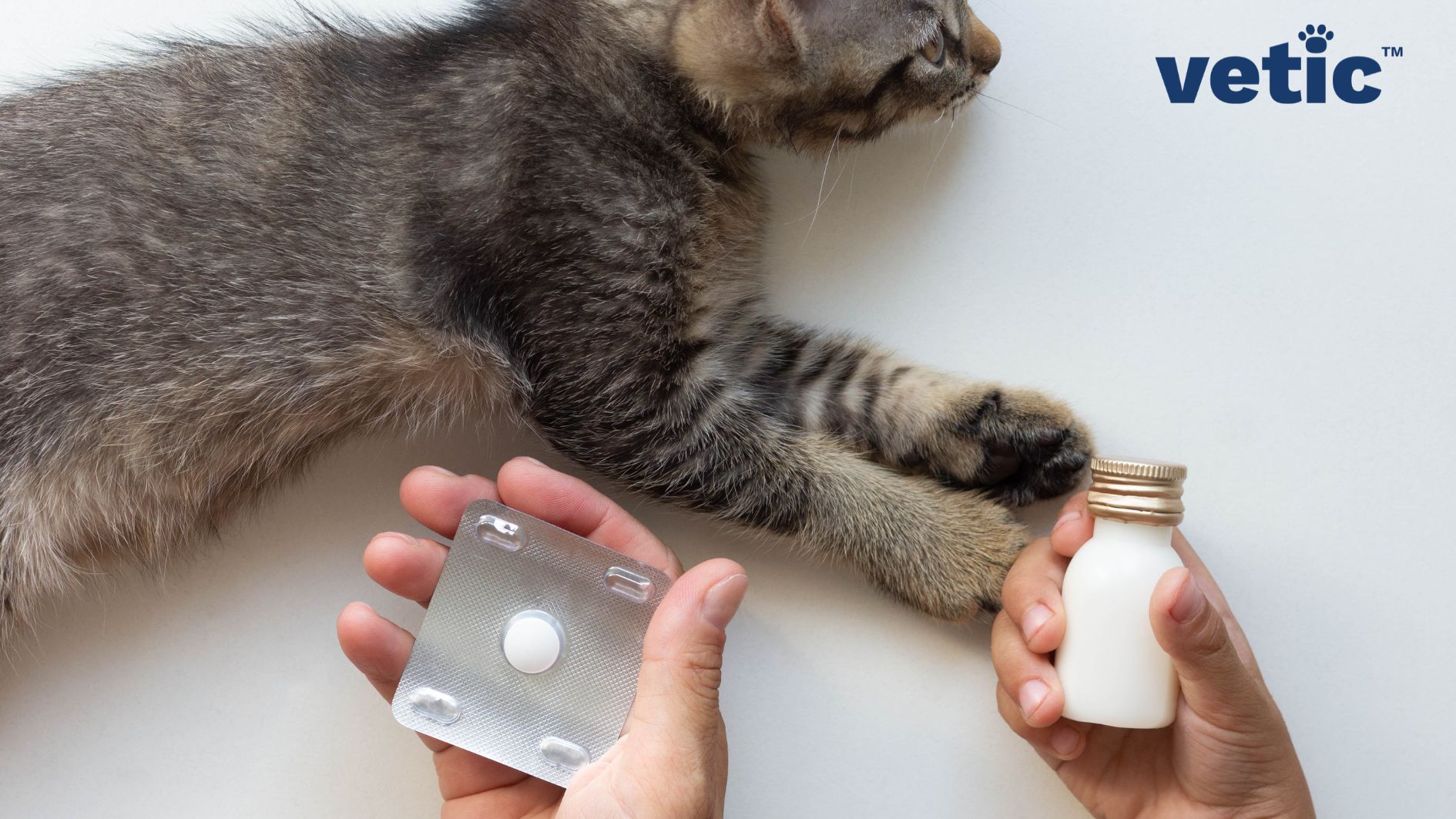 Two hands holding medicines - one tablet and one liquid in front of a grey ticked kitten. Deworming your kitten is necessary but you need to consult a veterinarian regarding the medication and the proper dose of the dewormer.