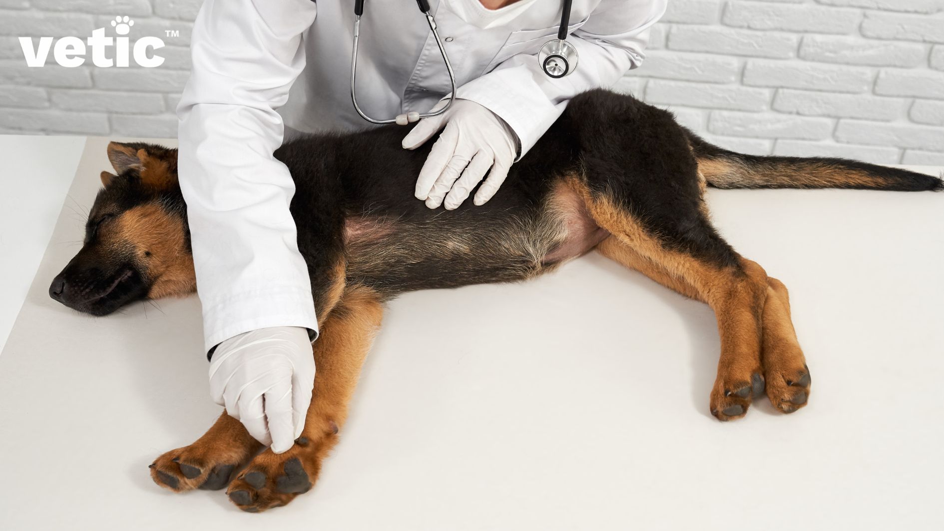 Get your large breed pup checked by a veterinarian frequently to ensure he doesn't have any signs of hip dysplasia in dogs. In the image, we can see a vet checking the joints of a German Shepherd puppy.