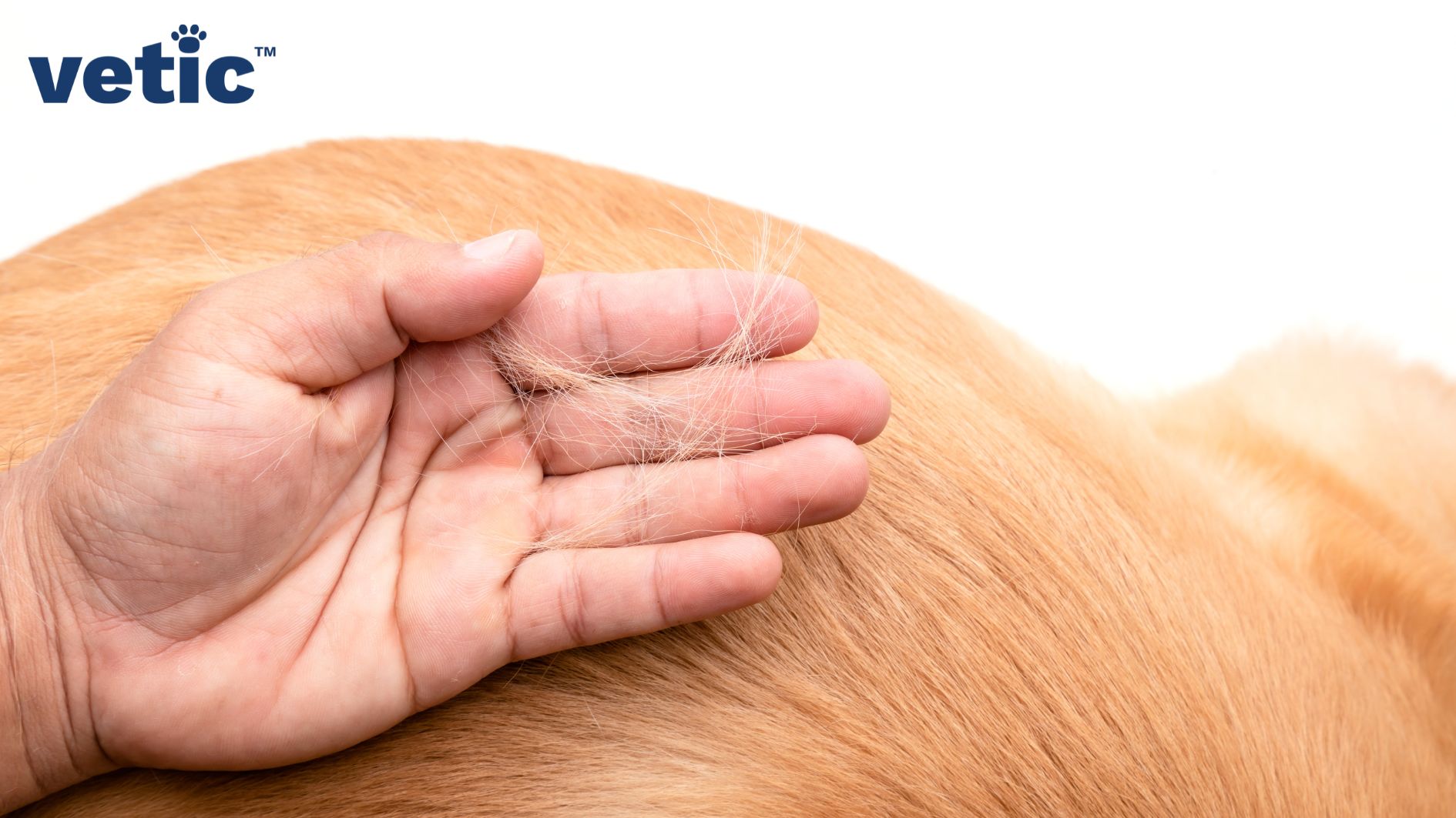 Left hand of a person and the close-up of a dog with short coat. the hand is holding loose hair. If your dog is losing fur your dog needs supplements as per the vet's recommendation.