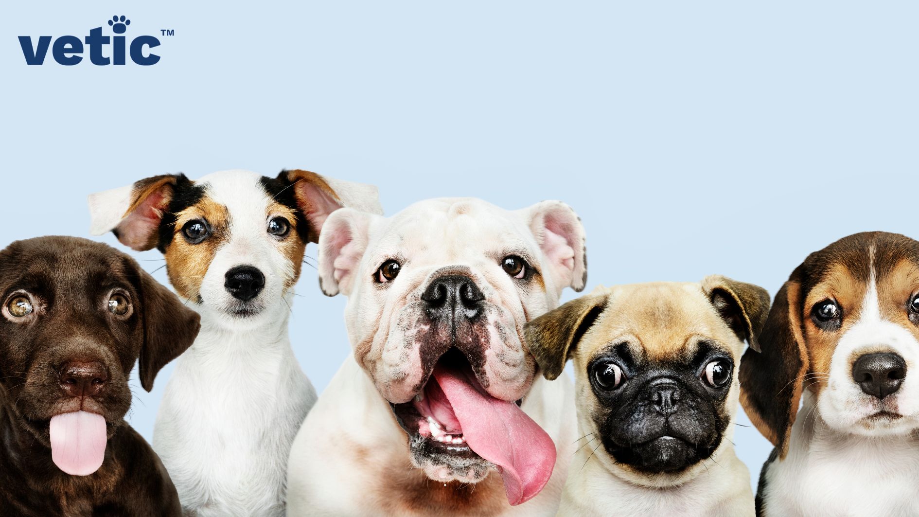 A photo of 5 breeds of puppies. From the right - beagle, pug, english bulldog, jack russell terrier and a brown labrador retirever. Pugs are friendly towards everyone including other dogs.