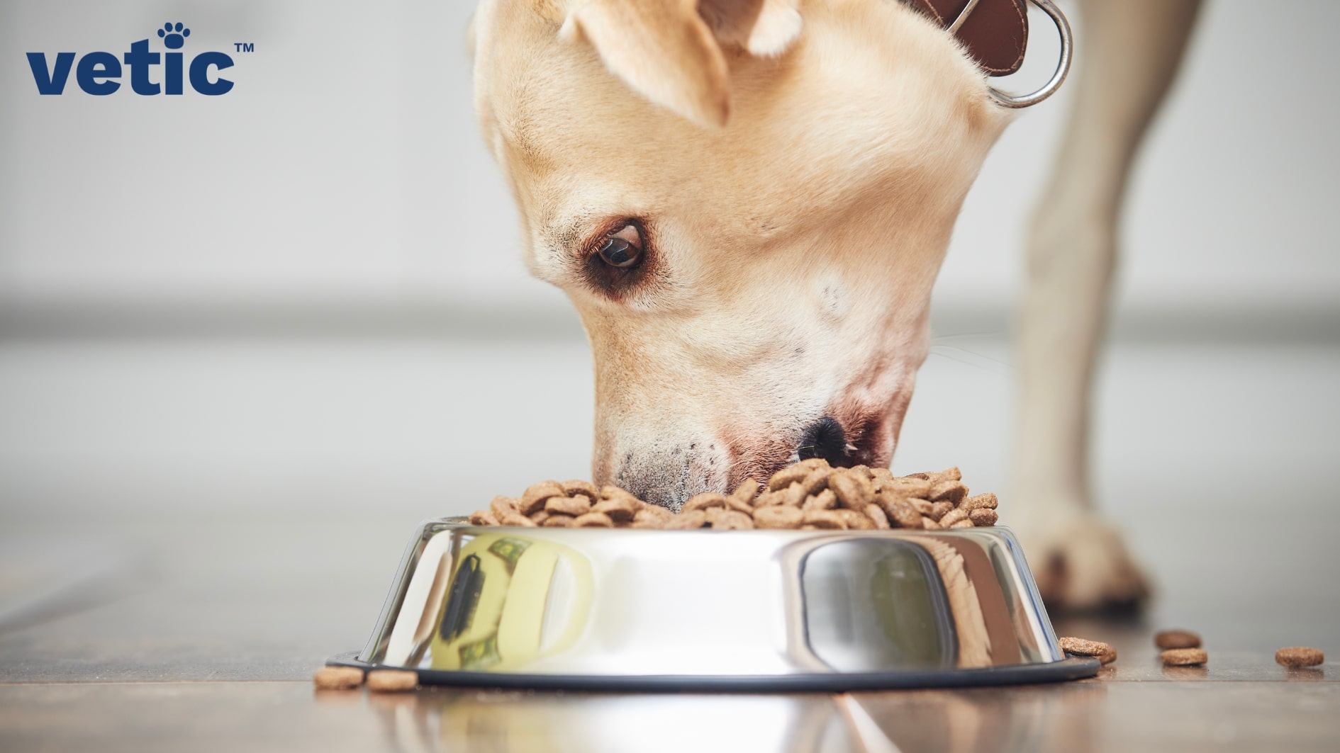 the closeup of a fawn labrador as they eat dry kibbles from a steel bowl in the ground. feeding large dogs from bowls kept at the ground-level can reduce the risk of bloat and gastric torsion