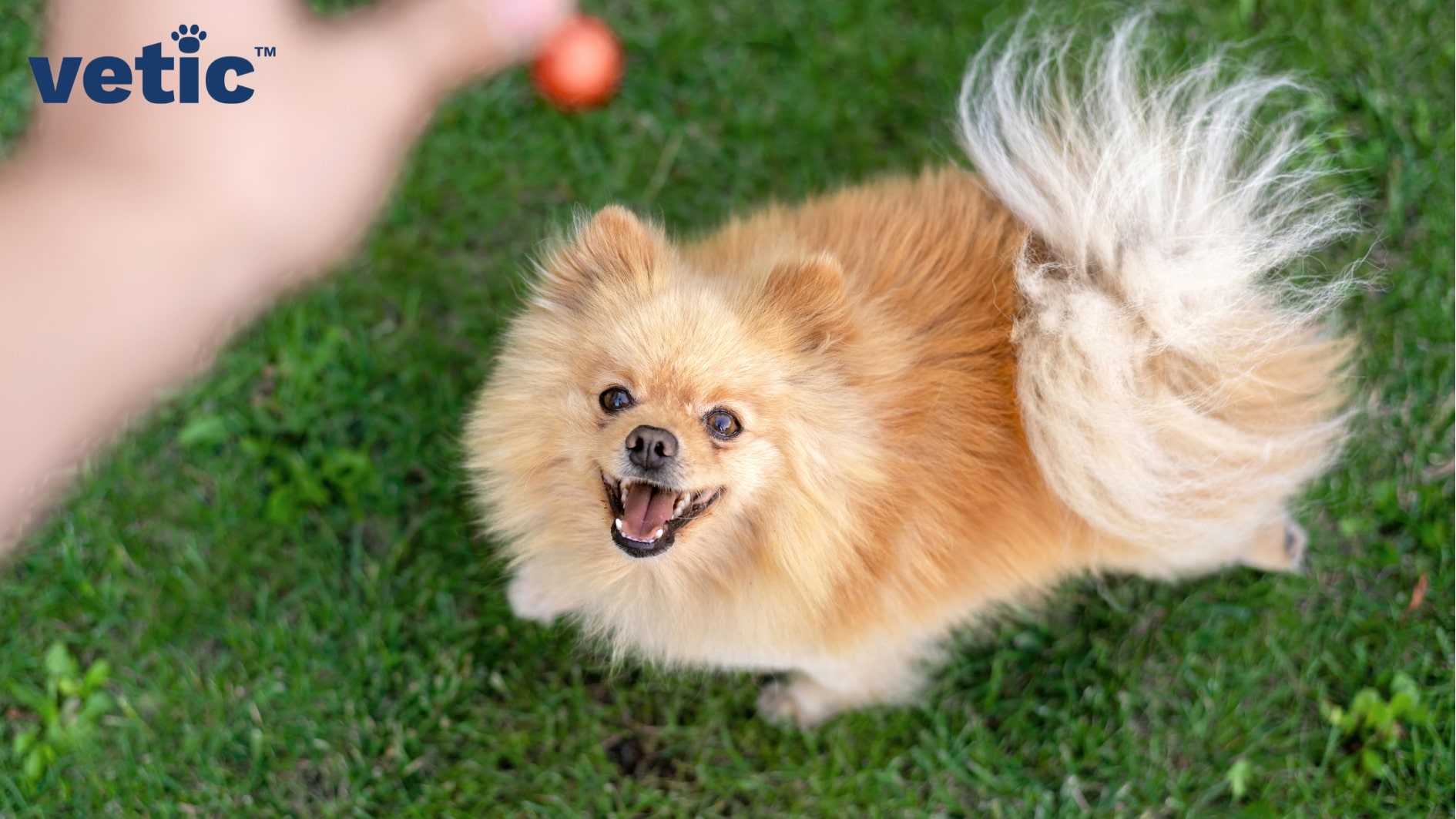Top shot of an orange Pomeranian staring up at the hand beside the camera holding something similar to a small red ball.