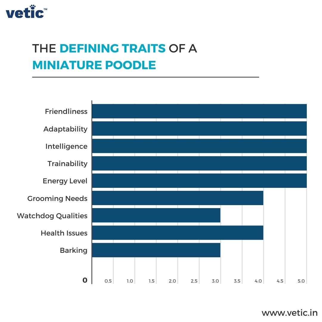 An infographic on the defining traits of a Miniature Poodle. The parameters include friendliness, adaptability, intelligence, trainability, energy level, grooming needs, watchdog qualities, health issues and barking. The breed's traits are scored on a 5-point scale. the Miniature Poodle scores a clean 5 in the first five traits, 4 on grooming, 3 on watchdog qualities, 4 on health, and 3 on Barking.