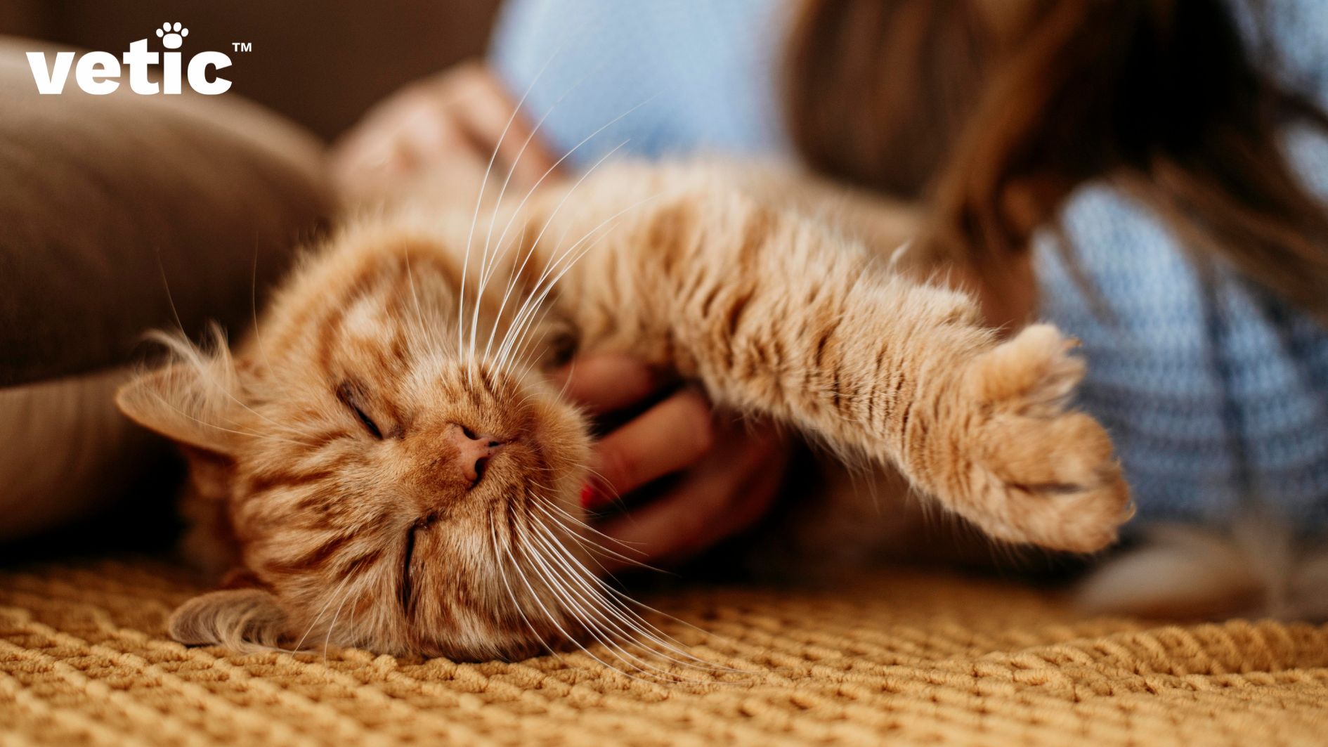 Short-medium coat ginger cat laying on his side receiving neck and chest scratches from a woman. Cats often show more affection when sexually mature and not neutered.
