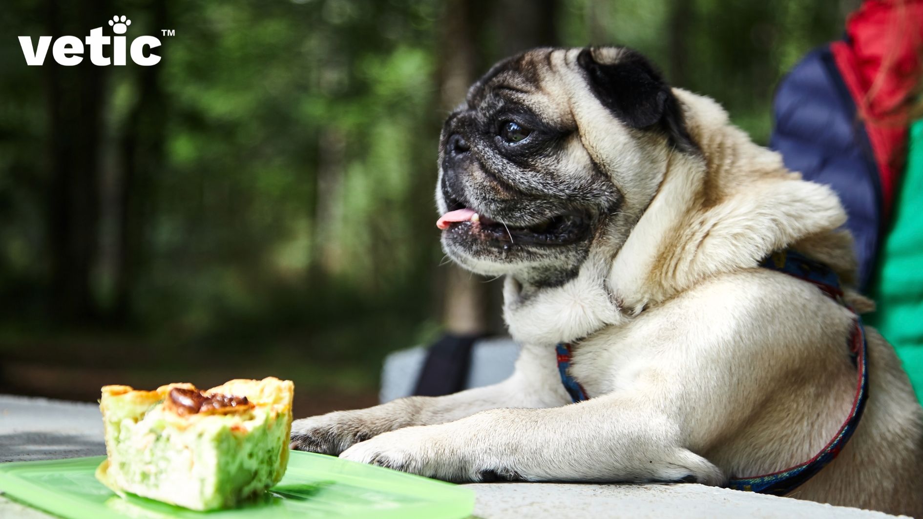 Photo of an adult pug wearing a blue-red harness with two front paws on the table, begging for a slice of pie. Adopting a pug means adopting a foodie who needs strict diet regulation.