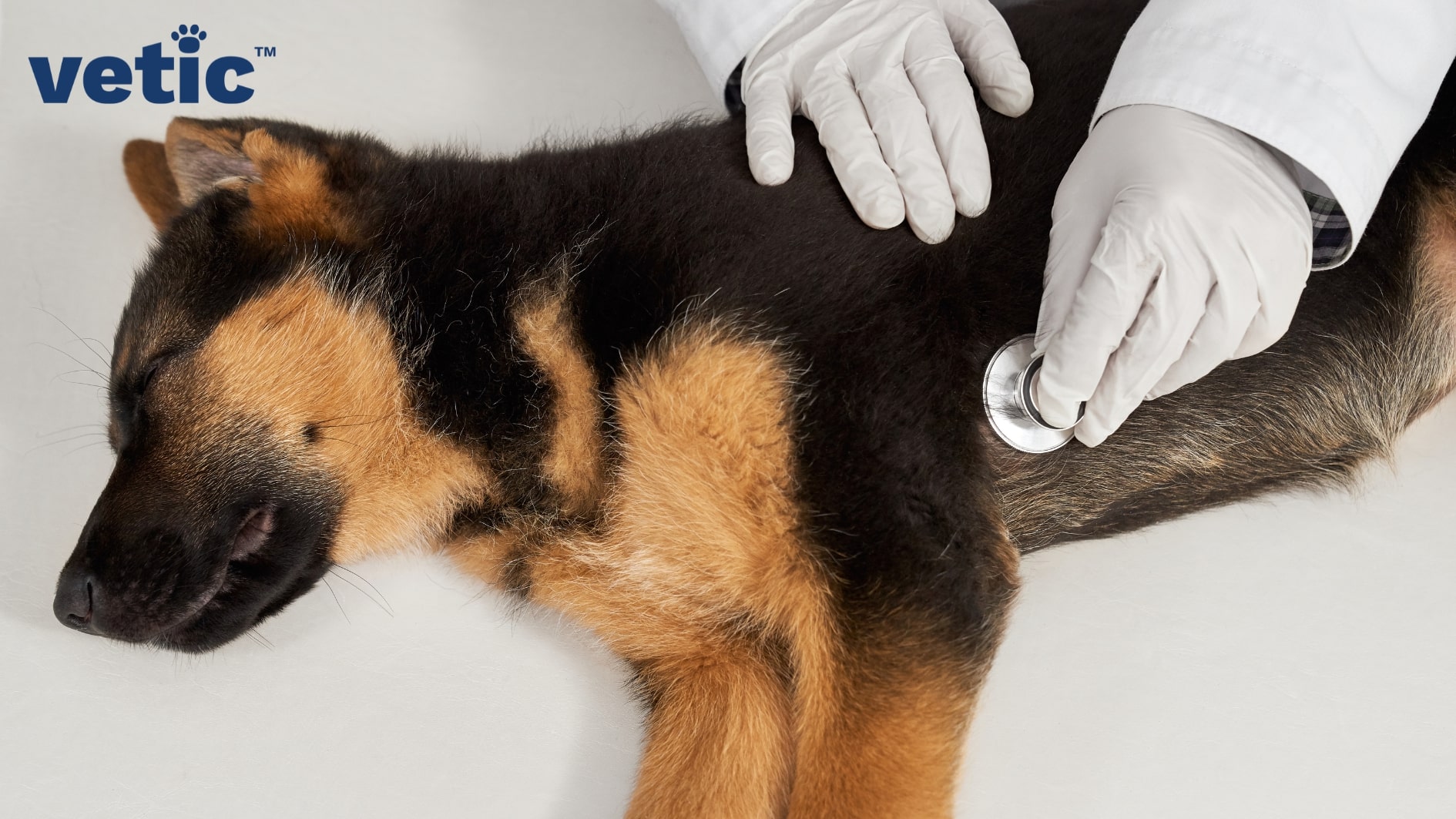 Around 2 months old tan and black German Shepherd puppy lying on the veterinary examination table with their eyes closed. two gloved hands are visible along with the cuffs of a lab coat. the right hand is holding the upper chest while the left is placing a stethoscope on the chest right behind the left elbow.