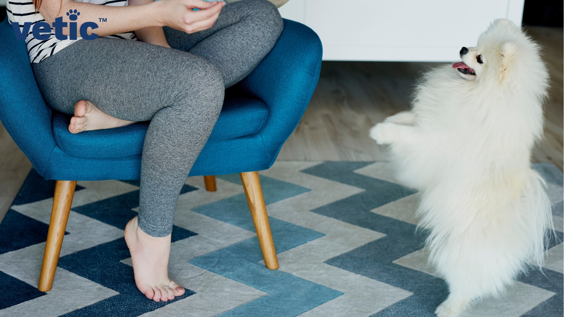 a fully white Pomeranian standing up on the two back legs white a woman holding treats sits on a blue cushioned chair on the left.