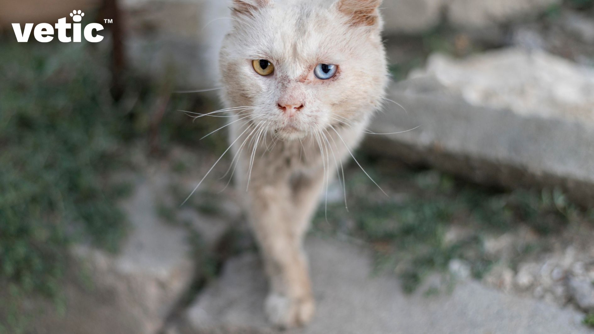 A dirty white cat with just the face in focus and the left front paw visible, looking up at the camera. The cat has heterochromia - two different colored eyes (one blue and one yellow). The cat looks scraggly. Worms in cats can make them look scraggly and malnourished like this white male. Deworming your cat may change the entire fur quality and health of a cat for the better. 
