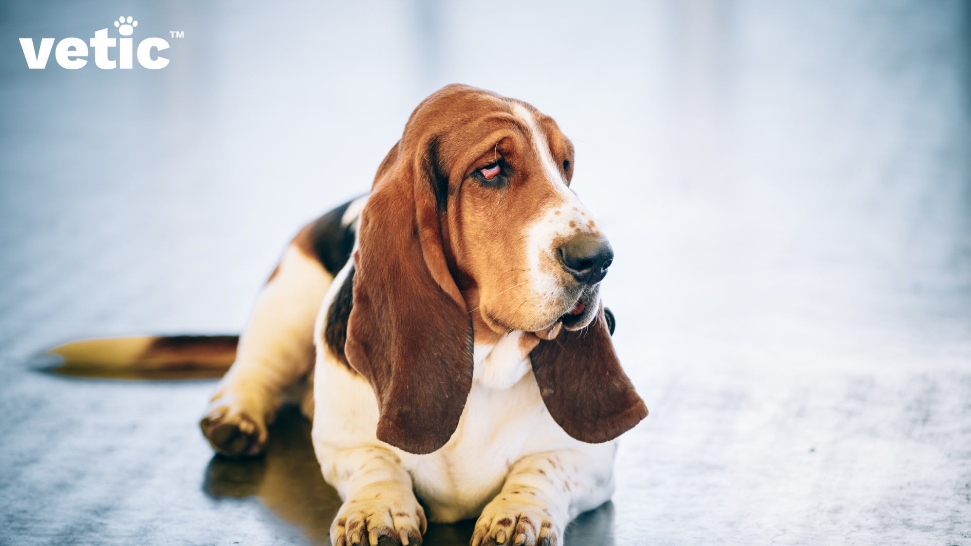 A Basset Hound sitting on a hardwood floor looking to the right of the camera. It is one breed particularly prone to bloat and gastric torsion due to the structure of their body.