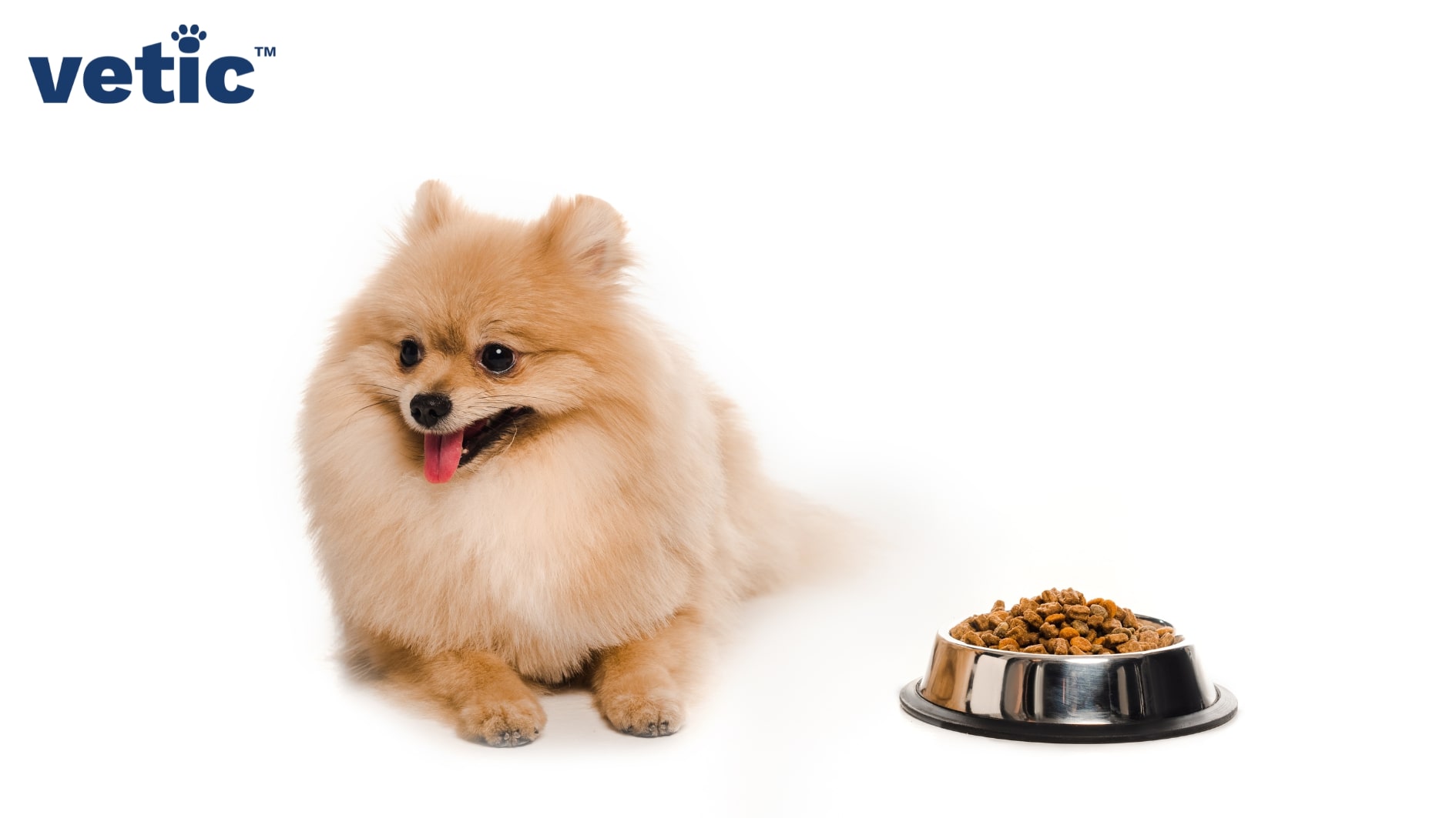 Small orange Pomeranian facing the left, sitting flat on the ground beside a bowl of kibbles kept on the right.