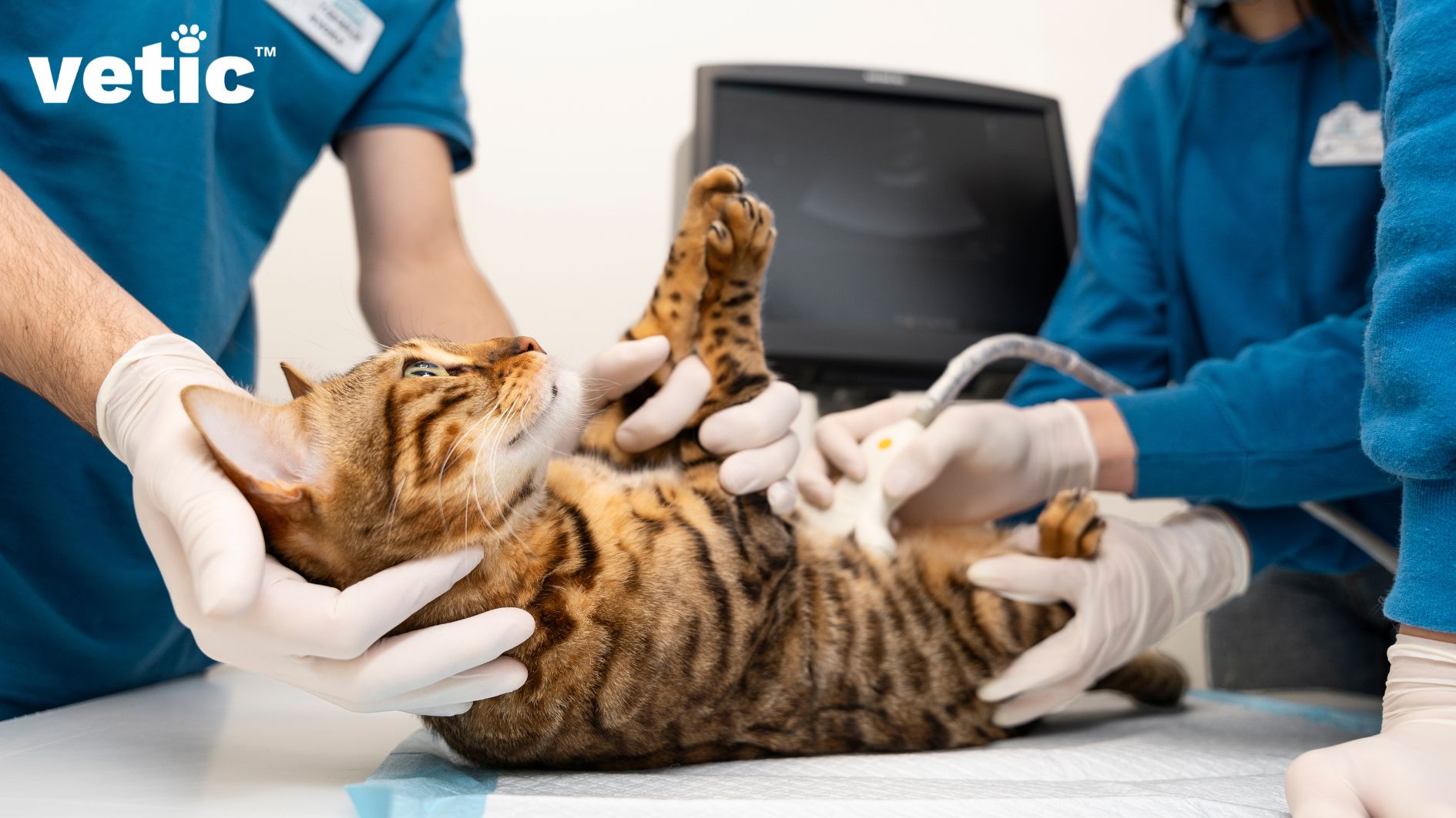 Deworming Your Cat: Types and Signs of Worms in Cats