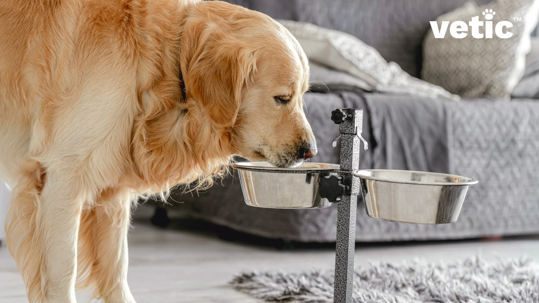 Golder Retriever adult eating from a raised bowl. Eating from a raise bowl like this one increases a dog's risk of bloat and gastric torsion.