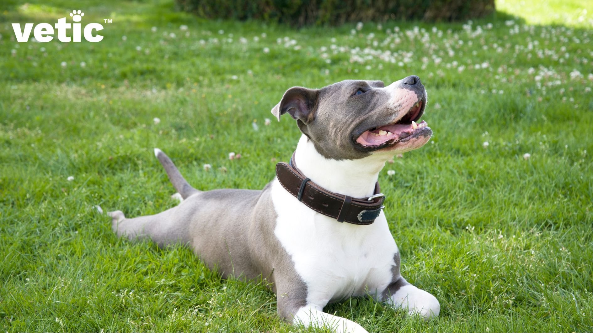 a pitbull puppy sitting with their legs splayed on the green grass. the puppy is wearing a brown and black broad belt.