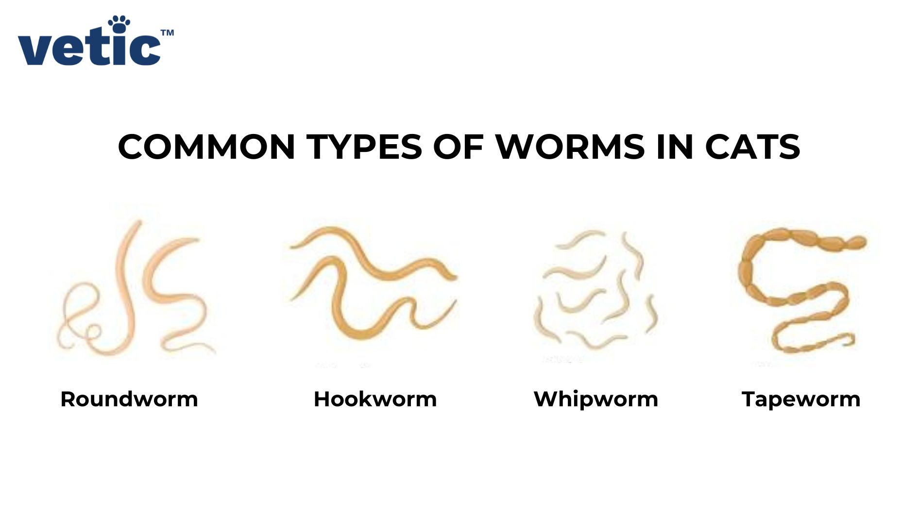 Common types of worms in cats. Illustrations of Roundworm, Hookworm, Whipworm and Tapeworm. Regularly deworming your cats can help you eliminate all 4 types.