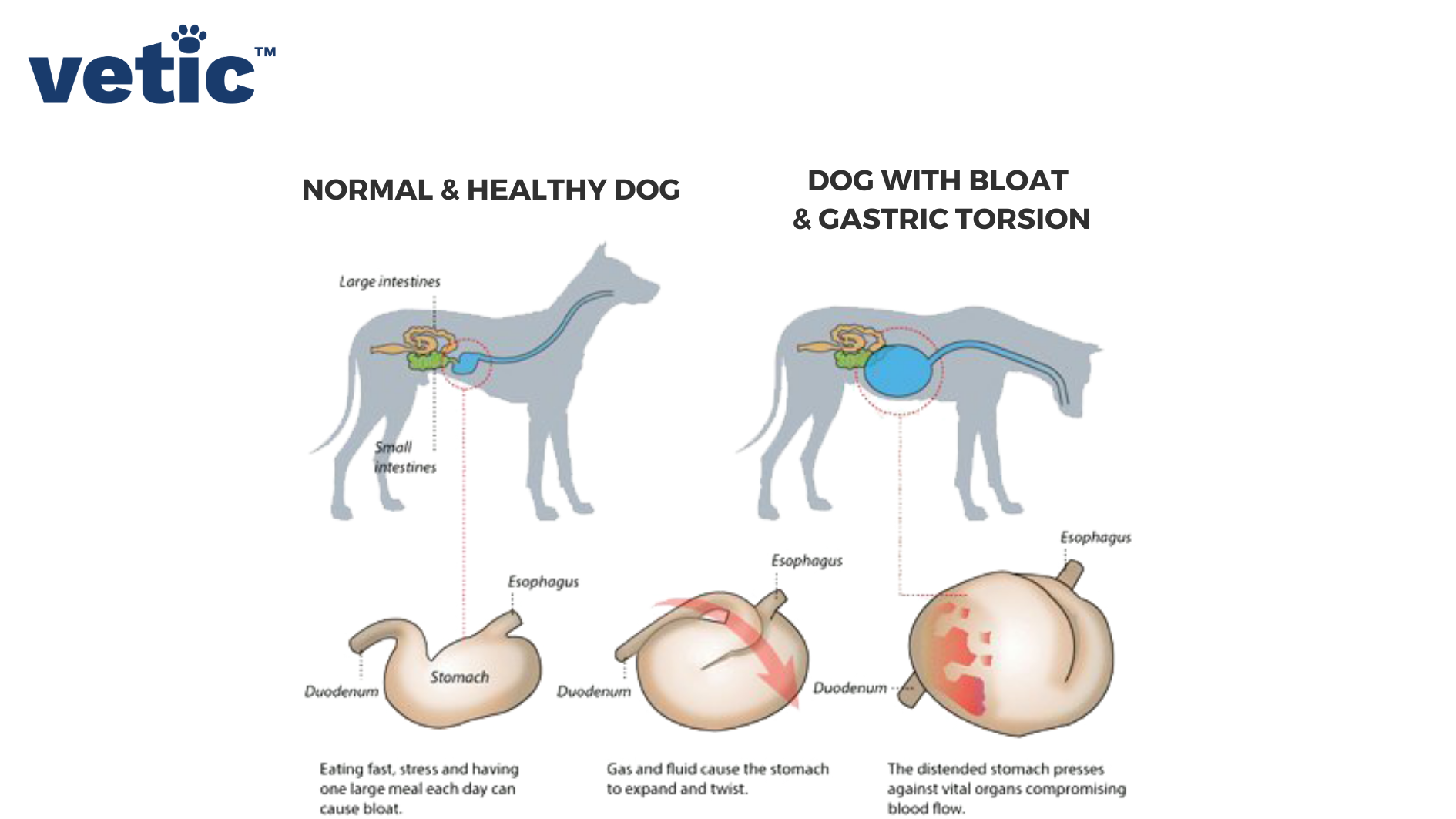 A chart of the different postures of a dog that signifies good health as compared to a dog with bloat and gastric torsion. The bottom of the image is dedicated to how to stomach twists upon itself to cut off blood flow to and from the lower part of the intestine.