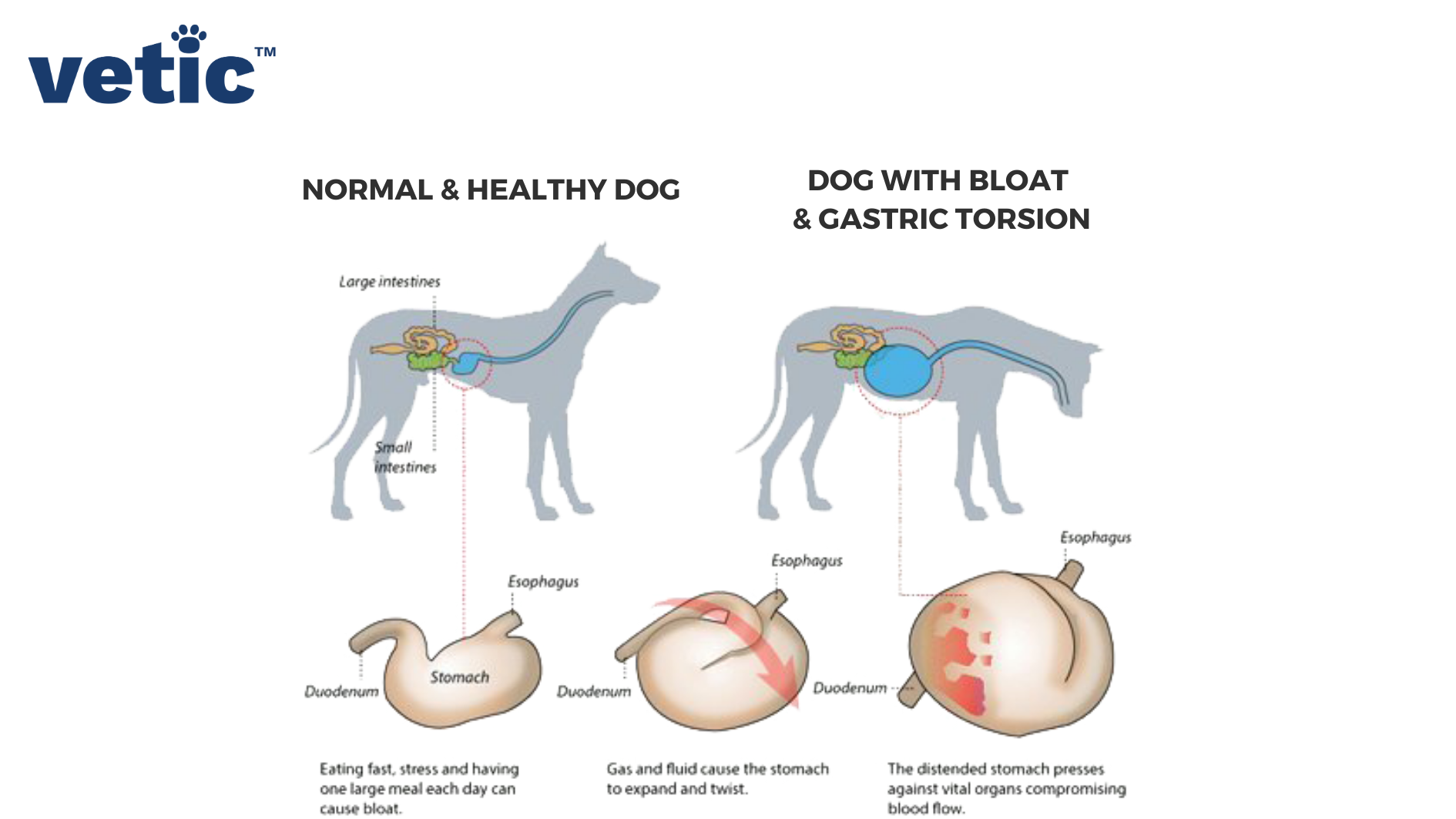 Treatment for shop bloat in dogs