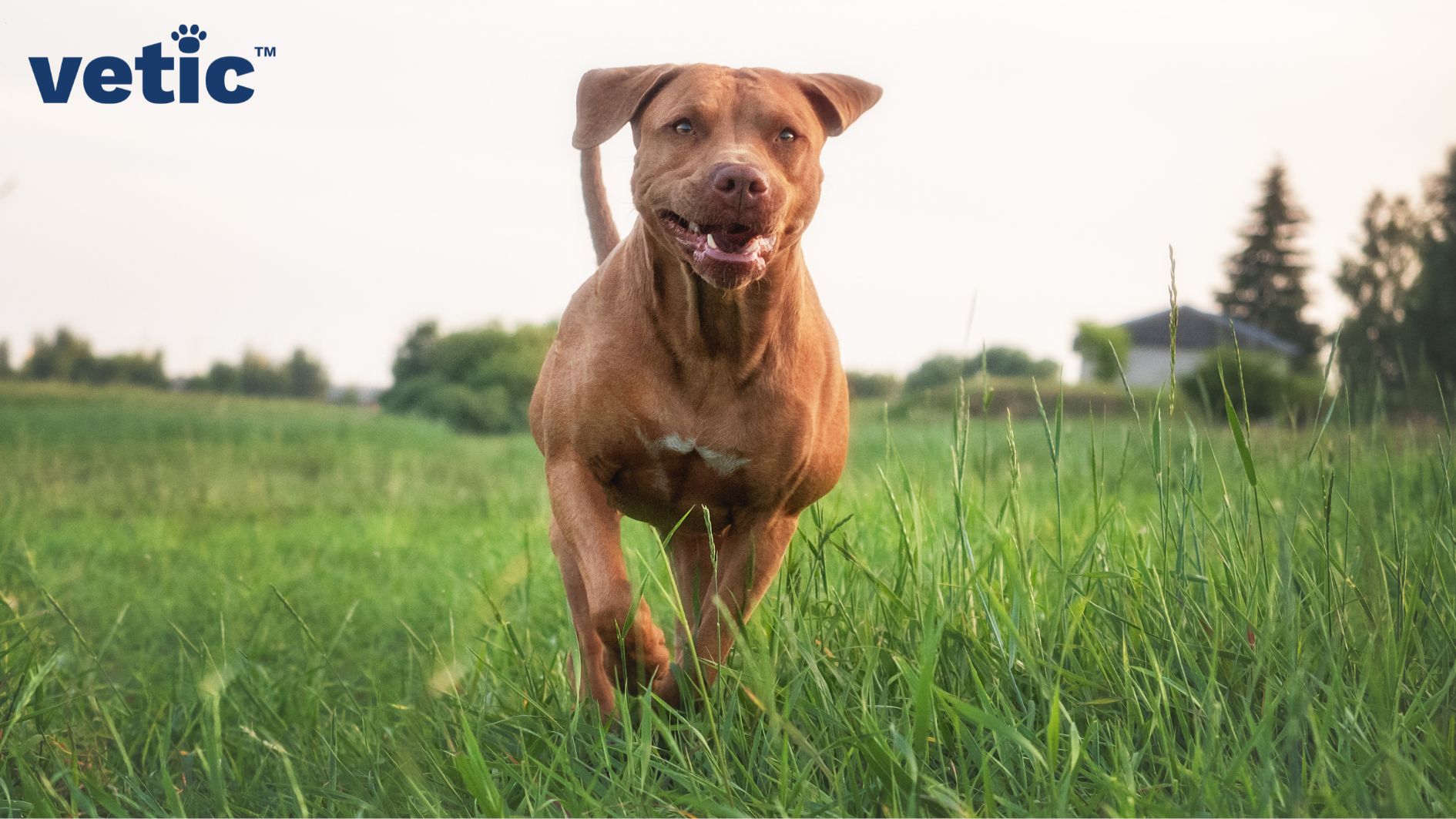 Front shot of a brownish red pitbull with a small white patch on her chest. The photo is captured mid run.