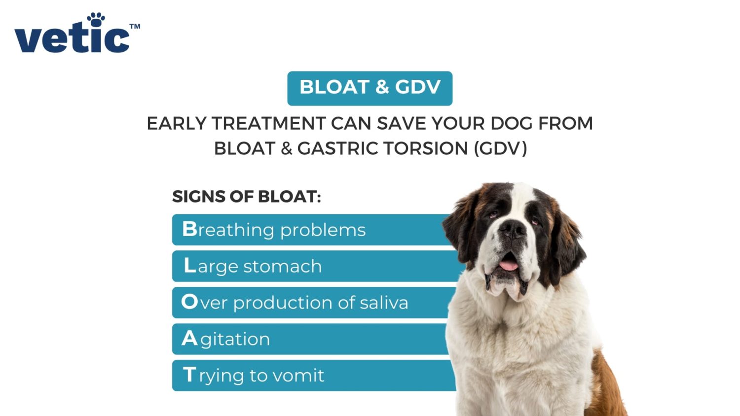 A chart on BLOAT AND GDV that says - Early Treatment can save your dog from bloat and gastric torsion. And the Signs of BLOAT using the word as a mnemonic. B- breathing problems. L - Large Stomach. O - Overproduction of saliva. A - agitation. T - trying to vomit.