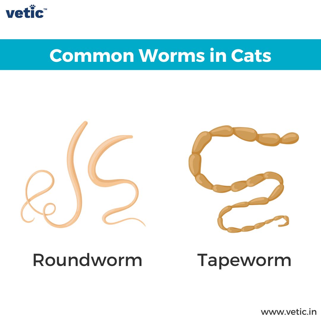 Infographic titled Common Worms in Cats - roundworm and Tapeworm in cats. roundworms are smaller and smoother. Tapeworms are segmented and longer.