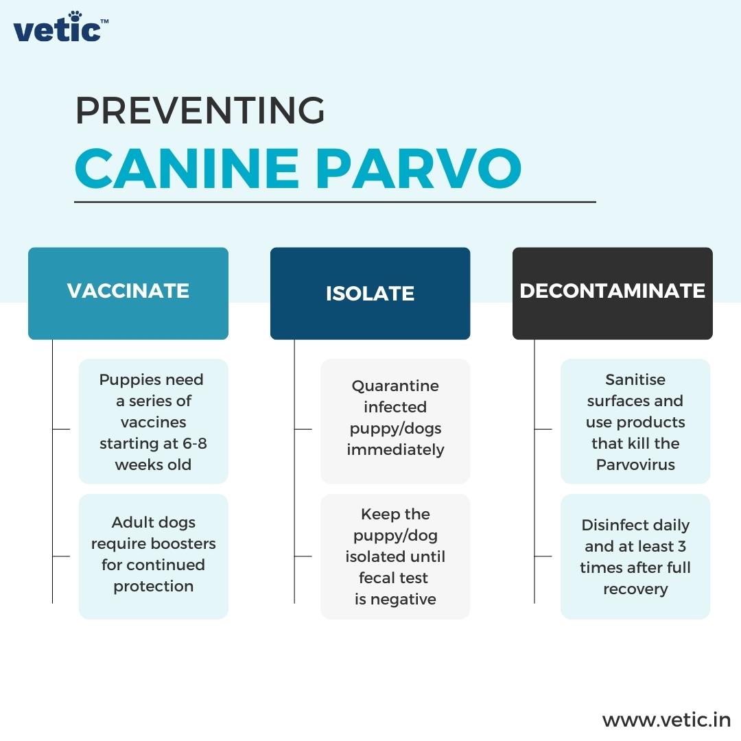 Infographic titled "Preventing Canine Parvo". It lists 3 steps - vaccinate against canine parvo, isolate and decontaminate. Vaccination includes 2 points - a series of vaccines for all puppies starting between 6 and 8 weeks of age, and annual boosters for all dogs are available for canine parvo and other deadly viral infections. Isolation includes 2 points - quarantining the infected dog and keeping the pup in isolation until the fecal test for parvo in dogs comes out negative. Decontamination includes 2 steps as well - sanitisation of all surfaces using the right products and disinfecting 3 times daily until the full recovery of the pup.