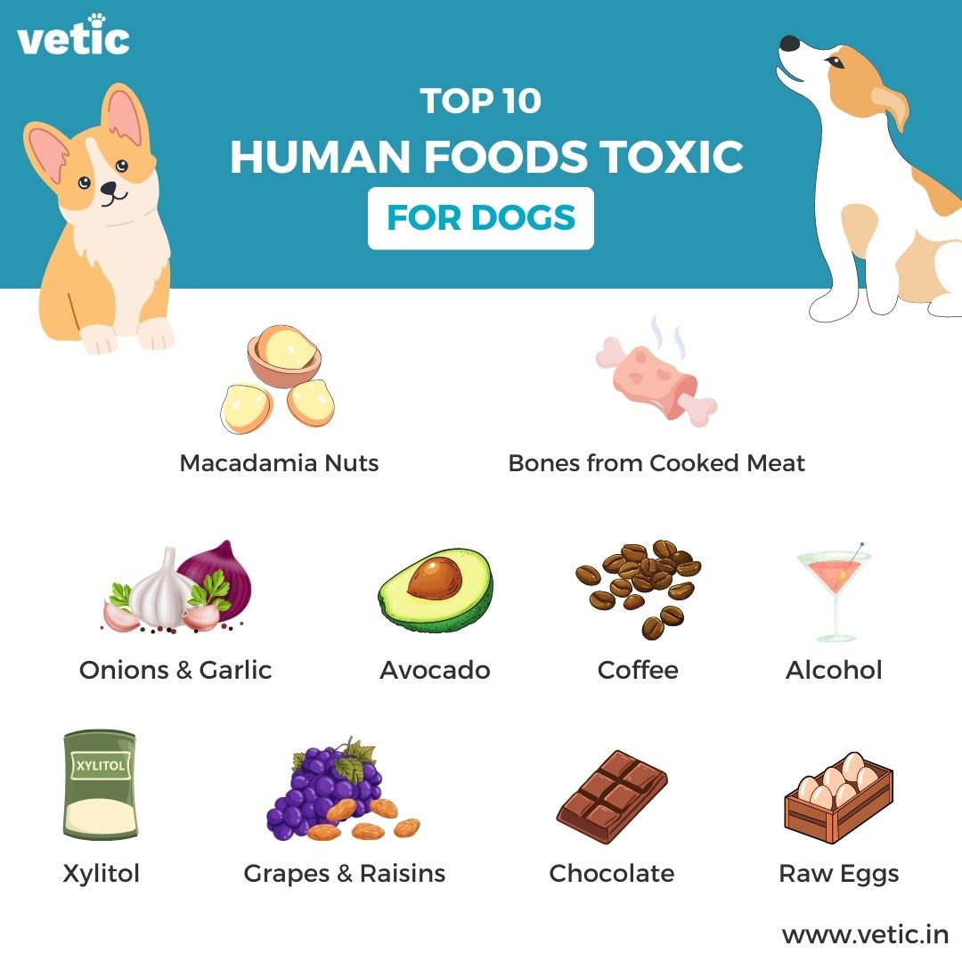Infographic of 10 human foods toxic for dogs. Listed toxic for dogs food include chocolate, coffee, macadamia nuts, bones from cooked meat, alcohol, onions and garlic, avocado, grapes and raisins, and xylitol