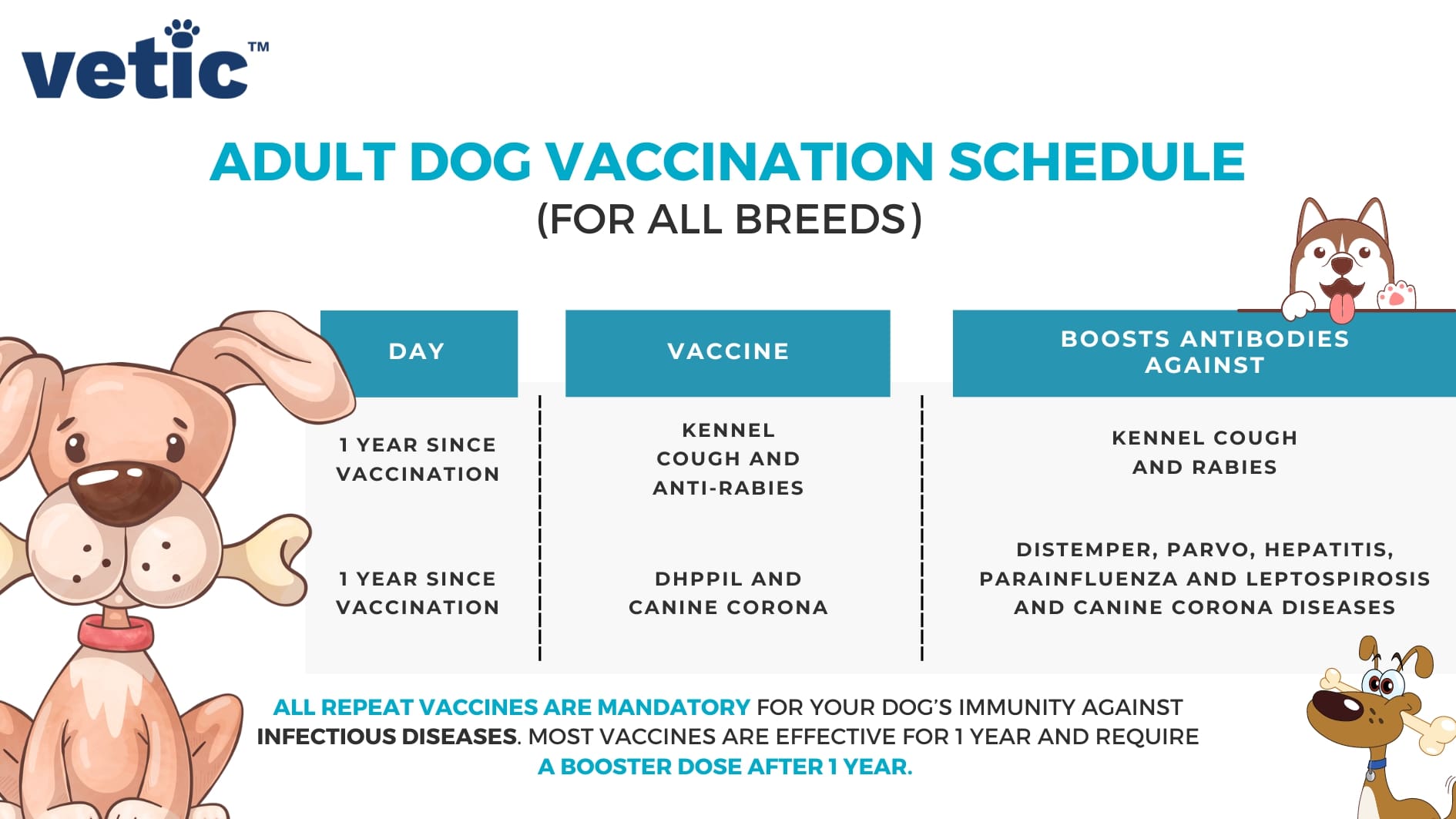 The complete mandatory vaccination schedule for dogs of all breeds. Your adult dog needs boosters for anti-rabies, kennel cough. You should contact the veterinary clinic near you, such as Vetic Thane or Vetic Clinic Andheri for a proper tailored puppy and dog vaccination schedule.