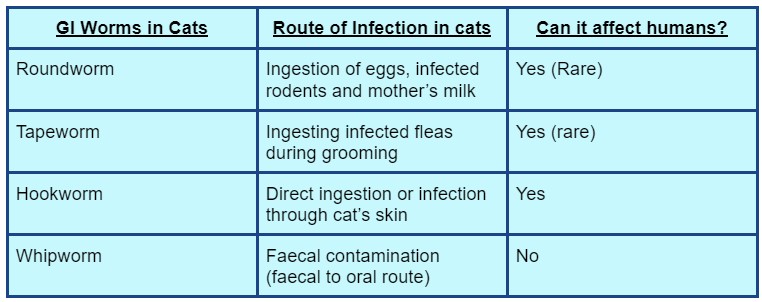 a table of common worms in cats, their route of infection and zoonotic effects. Roundworms come from the ingestion of eggs and mother's milk in cats and kittens. they can infect humans. tapeworms mostly come from fleas and they can infect humans. hookworms and whipworms in cats mostly come from fecal contamination, only hookworms can infect humans. whipworms do not infect humans.