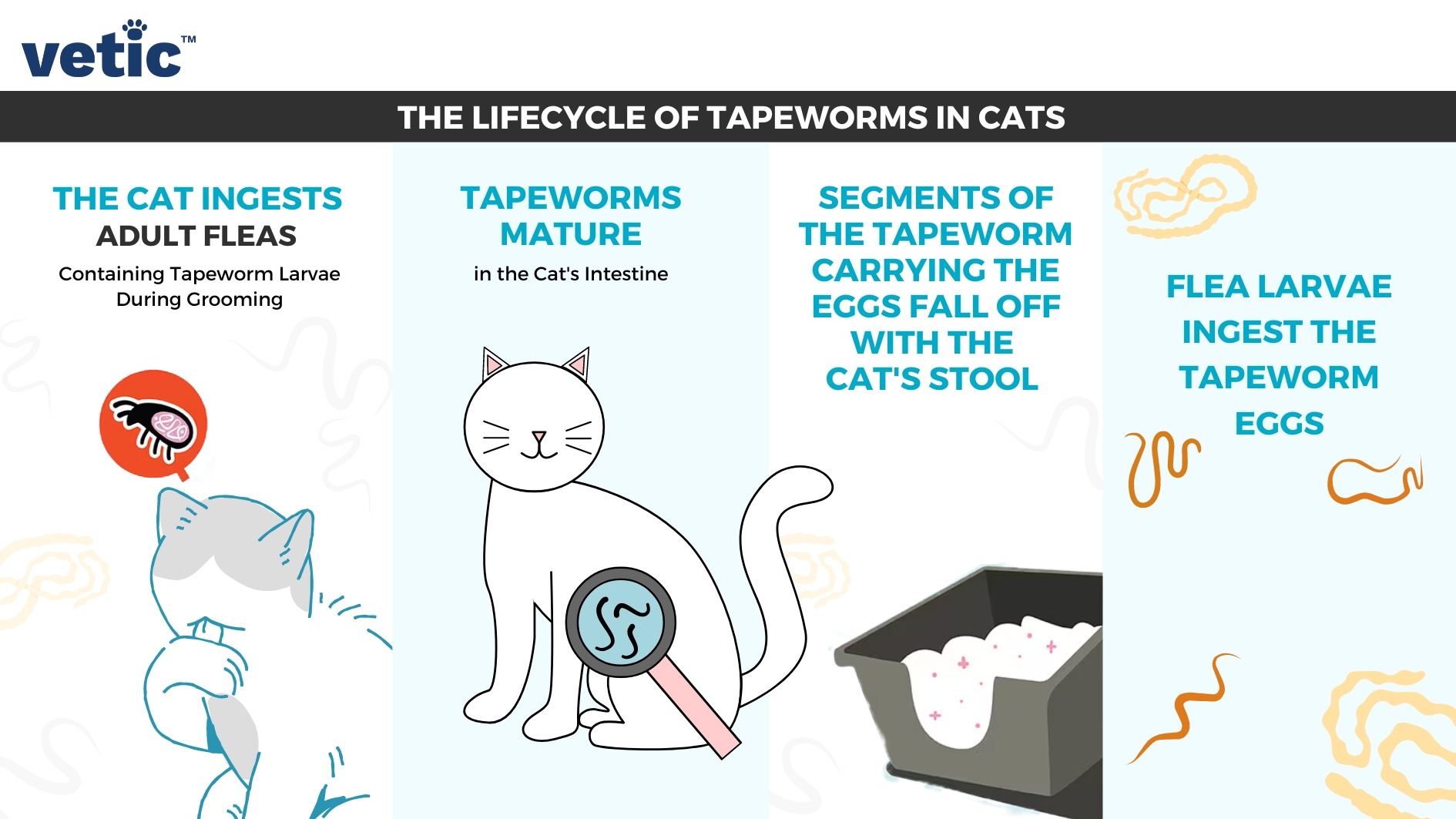 Tapeworms in Cat: Signs, Diagnosis and Treatment of Cat Tapeworms