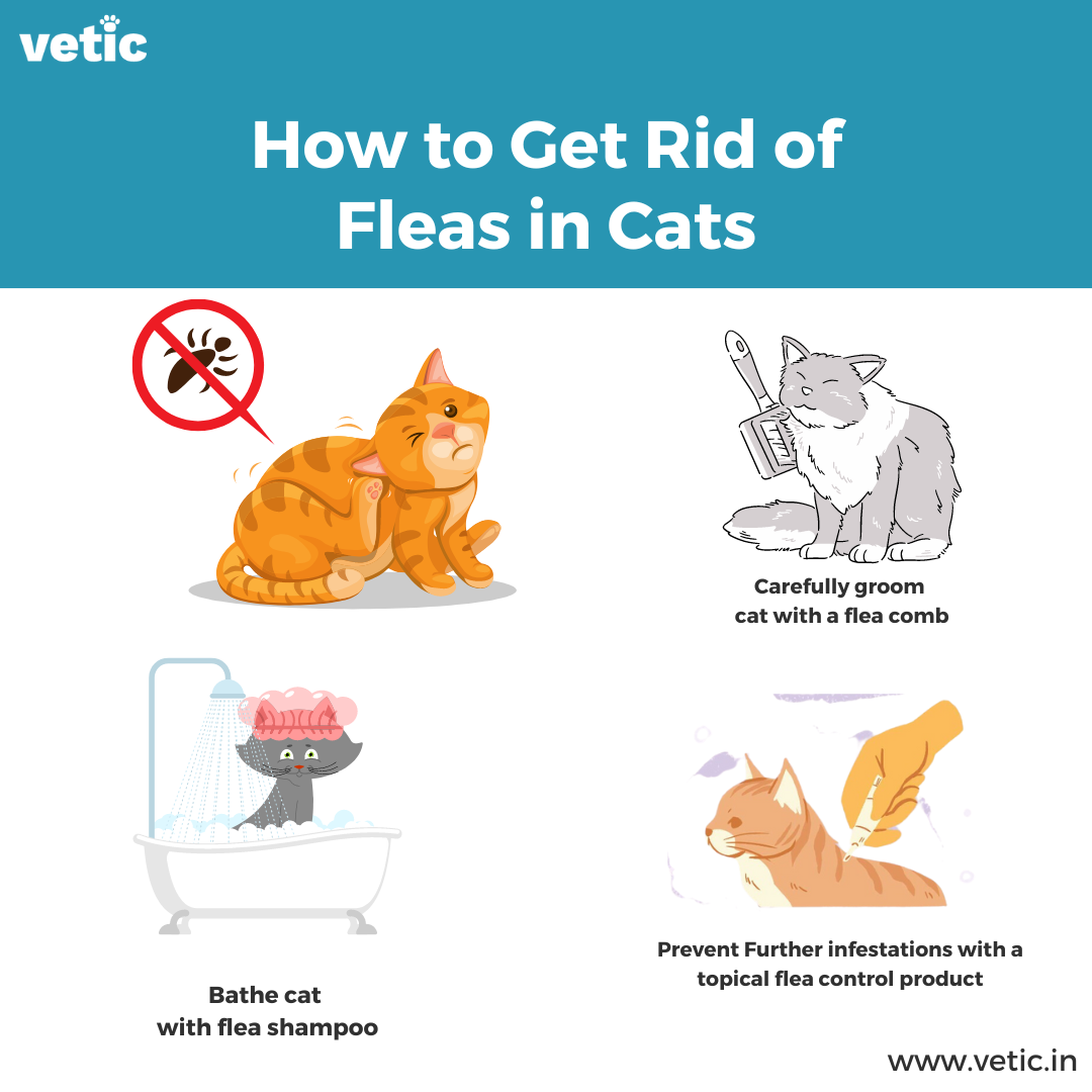 Infographic titled How to get rid of fleas in cats. the options include - regular grooming with a flea comb, application of anti-flea spot-on, bathing the cat with anti-flea shampoo.