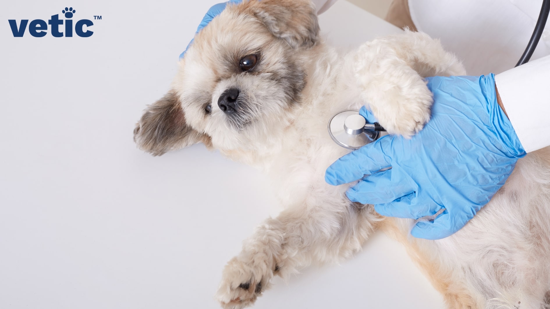 Image of a Shih Tzu lying belly up on the examination table. Only two gloved hands of a person wearing a white lab coat is visible. One hand is cradling the dog's head and the other has a the head of the stethoscope placed at the center of his chest. Physical examination is the first step to knowing why your dog is coughing.