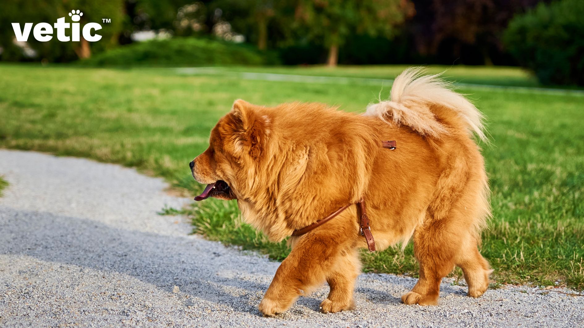 A chow chow wearing a leather harness walking on the gravel at a dog park. green grass and trees are visible in the background. it is the side profile of a chow chow.