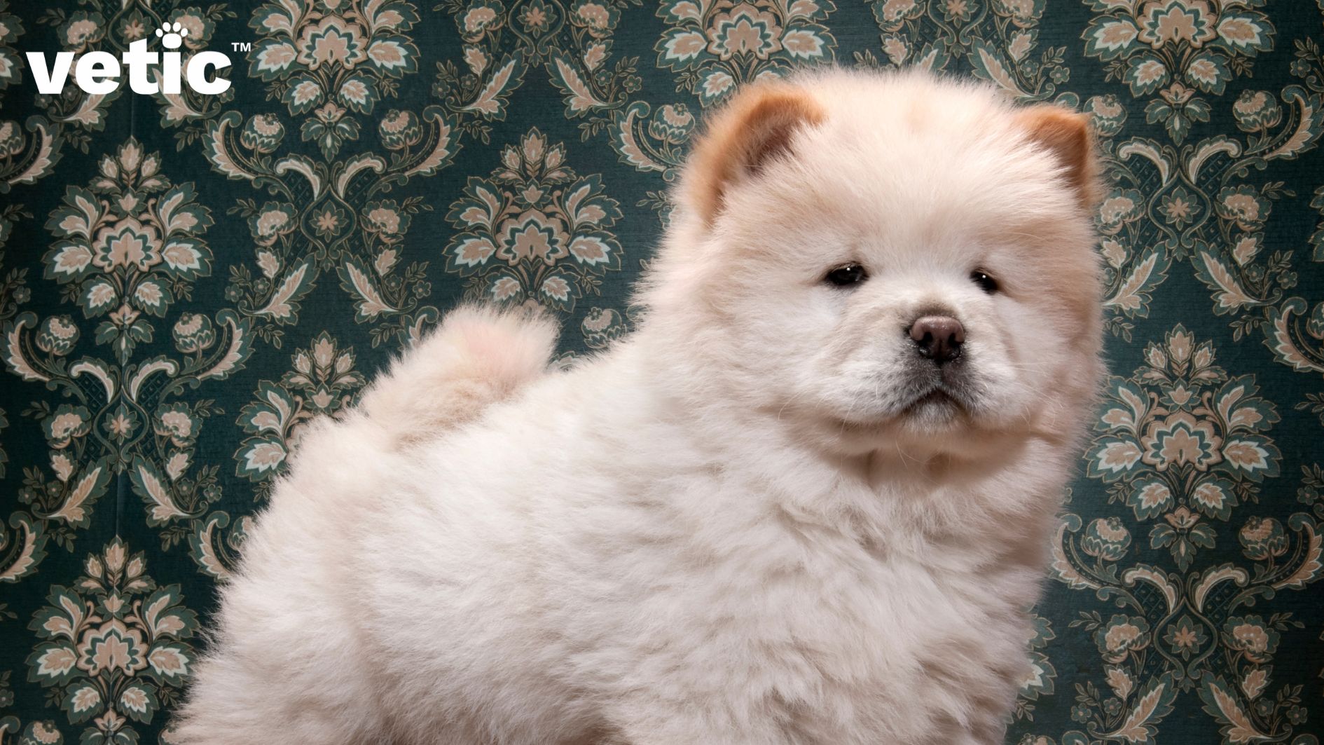 A white to fawn colored Chow Chow puppy standing in front of a teal and pastel pink colourered, floral patterned wall.