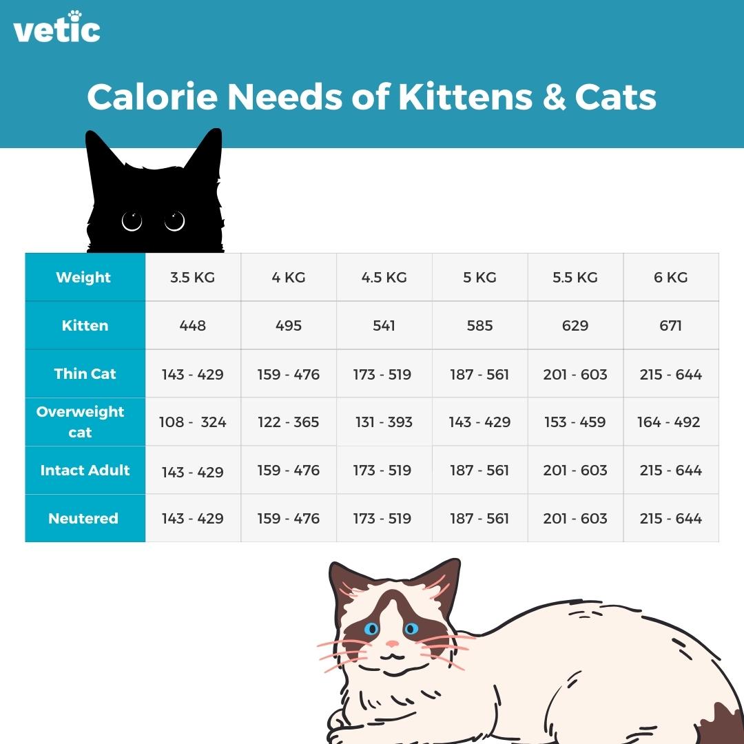 Infographic titled caloric needs of kittens & cats Part 2: How much cat food your cat should eat?