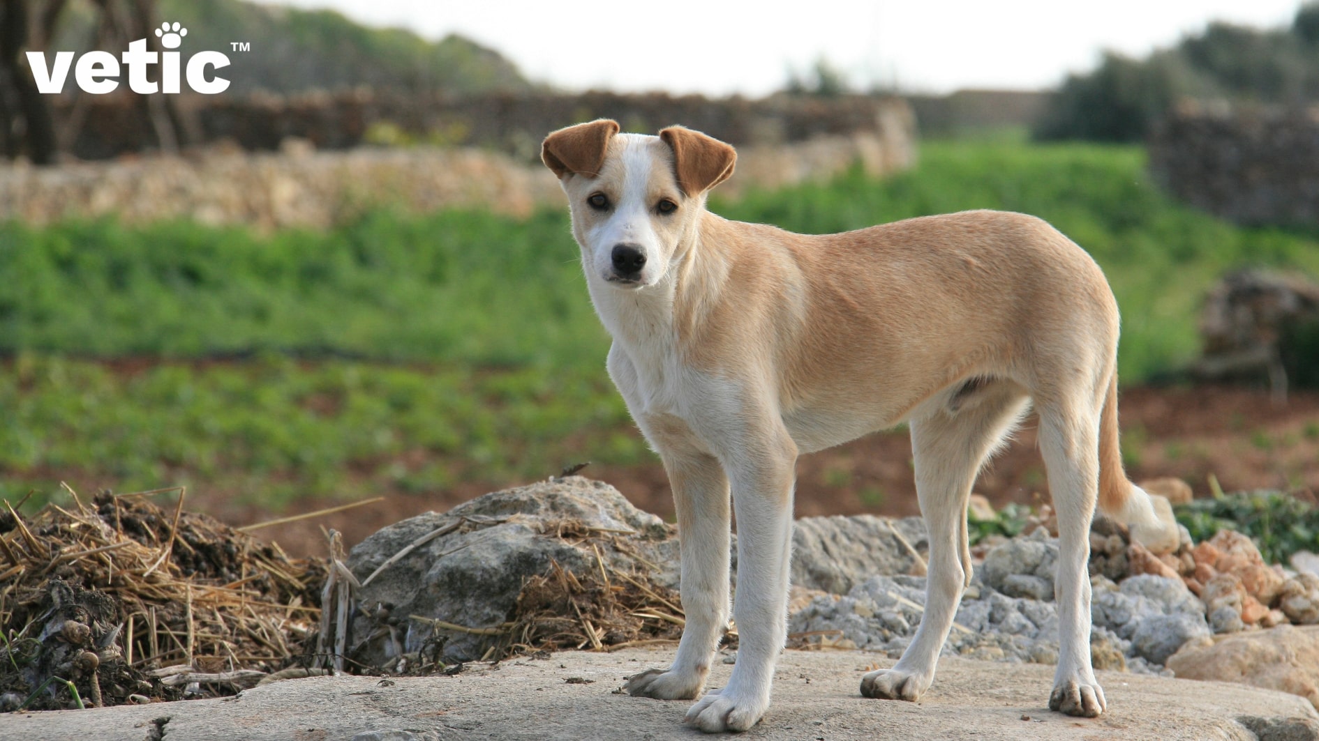 A cute light brown Indie dog pup with folded ears and white patches looking directly at the camera. the pup is standing on a rugged rocky surface with some greenery visible in the background.