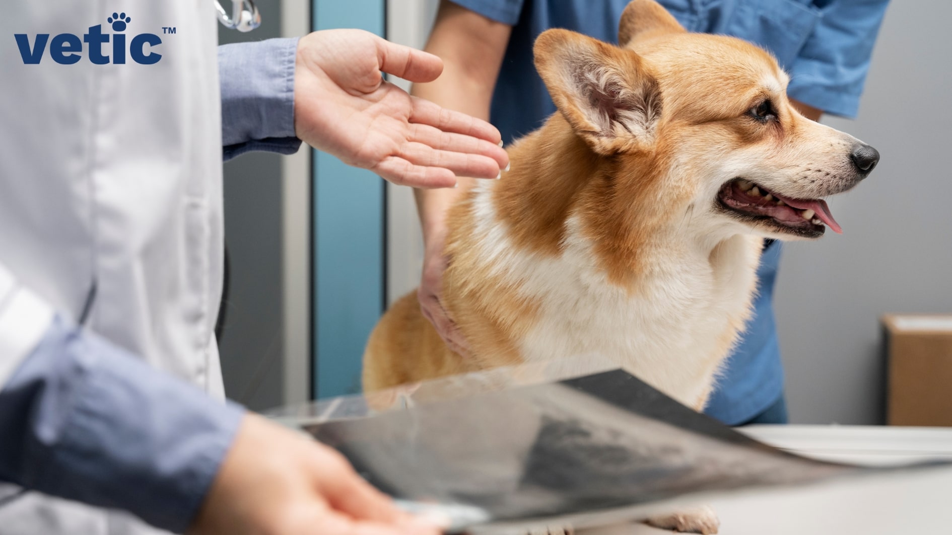 Two people visible on either side of a corgi sitting on the examination table. One is a veterinarian, apparent from their white lab coat and the other one is a veterinary assistant or nurse, apparent from their bright blue scrub. the doctor is holding a chest x-ray of the dog. it is one way to investigate why your dog is coughing.