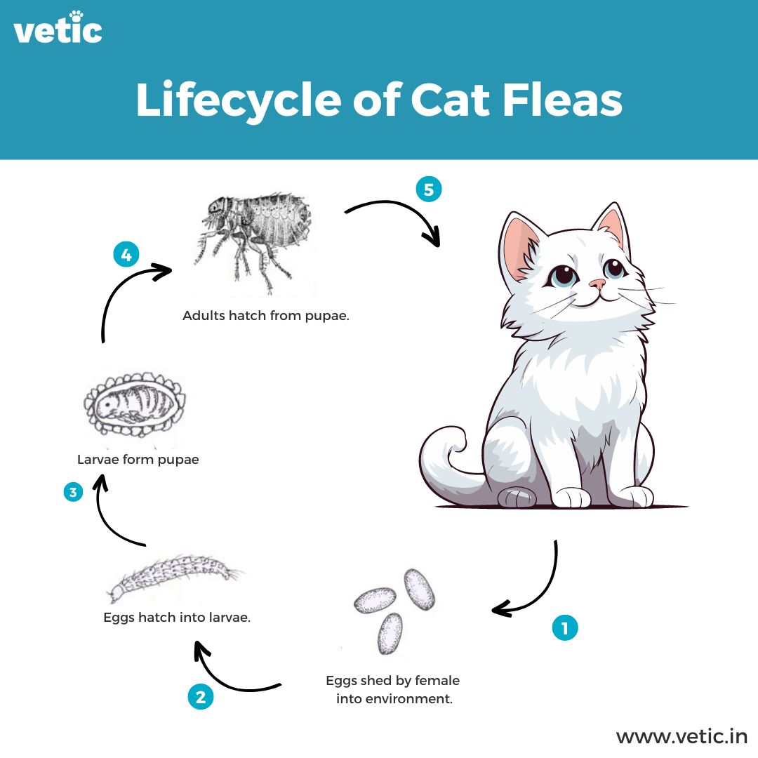 Infographic titled lifecycle of fleas in cats. The information include step 1 - eggs shed by the female flea into the environment, step 2 - the eggs hatch into larvae, step 3 - larvae form pupae, step 4 - adult fleas form and finally, step 5 - adult fleas infect the cat! Getting rid of fleas from cats involves breaking this cycle.