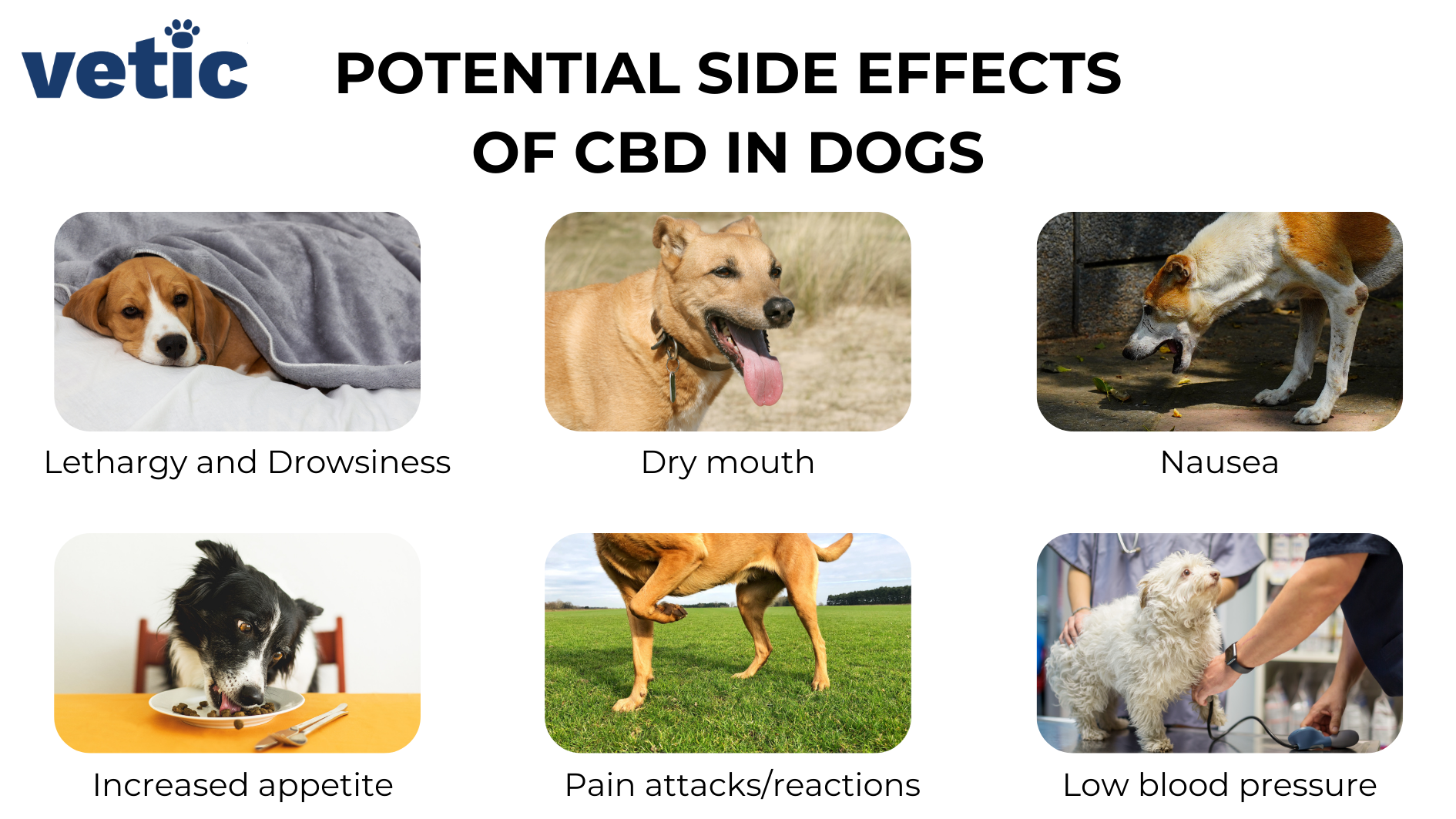 infographic titled "potential side effects of CBD oil for dogs" CBD oil and supplements for Dogs can have a number of side effects including nausea, dry mouth, lethargy and drowsiness, increased appetite, panic attacks, low BP.