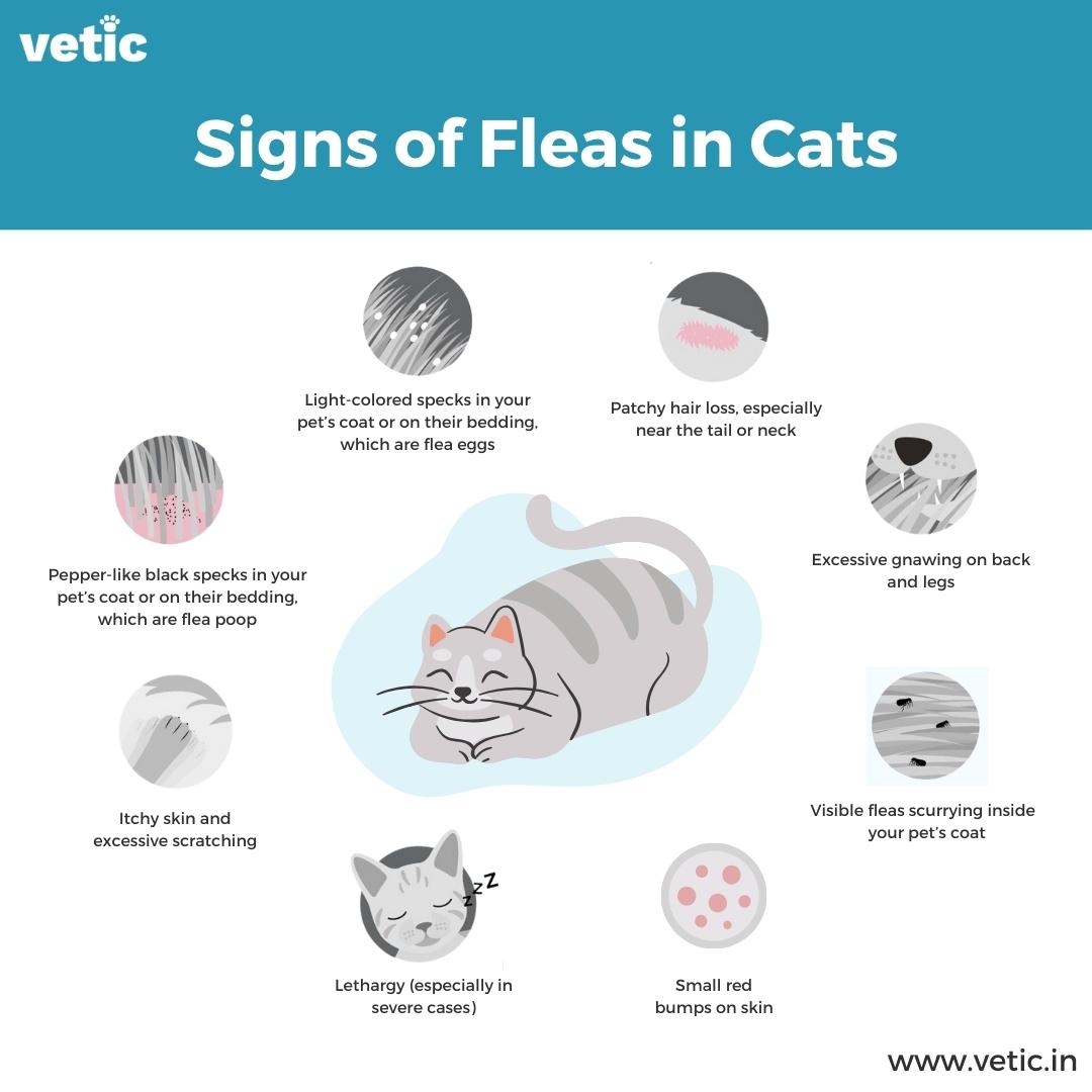 Infographic - Signs of Fleas in Cats. the signs of fleas in cats can include patchy hair loss, excessive scratching and gnawing, visible fleas on the back, small red bumps, lethargy, small black specs around the neck and armpits that look like dirt, and light colored specks on their fur and bedding. You can eliminate all these signs by choosing the right way to get rid of fleas in cats.