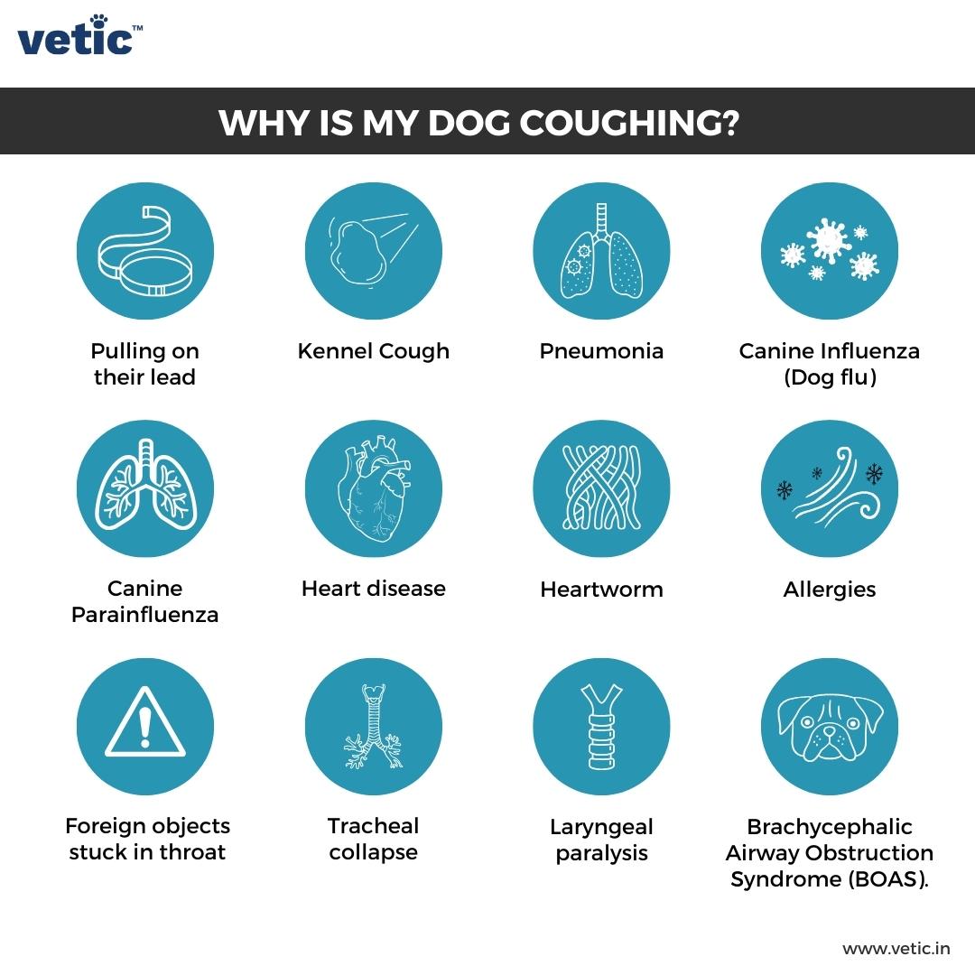 Why is My Dog Coughing Possible Causes and Treatments