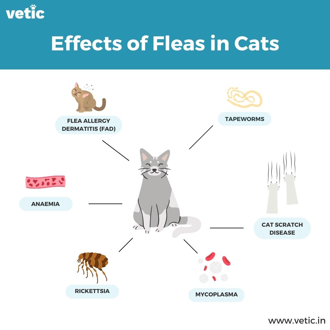 Infographic titled Effects of Fleas in Cats. The listed effects include cat flea allergy dermatitis (FAD), anemia, rickettsia, mycoplasma, cat scratch disease and tapeworms. You need to give flea treatment to cats or even you can be at risk of some of these infections.