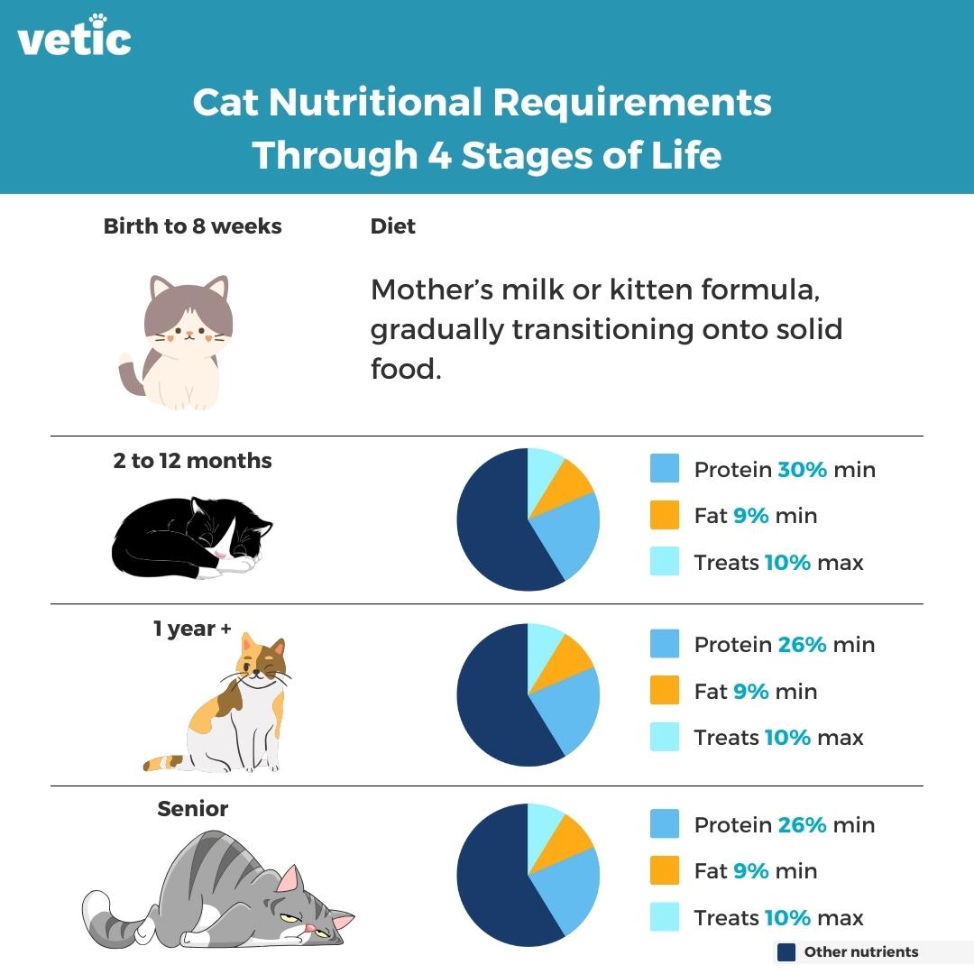 Infographic titled Cat Nutritional Requirements Through 4 Stages of Life - it should help you decide the brand and type of cat food, along with how much you should feed your cat