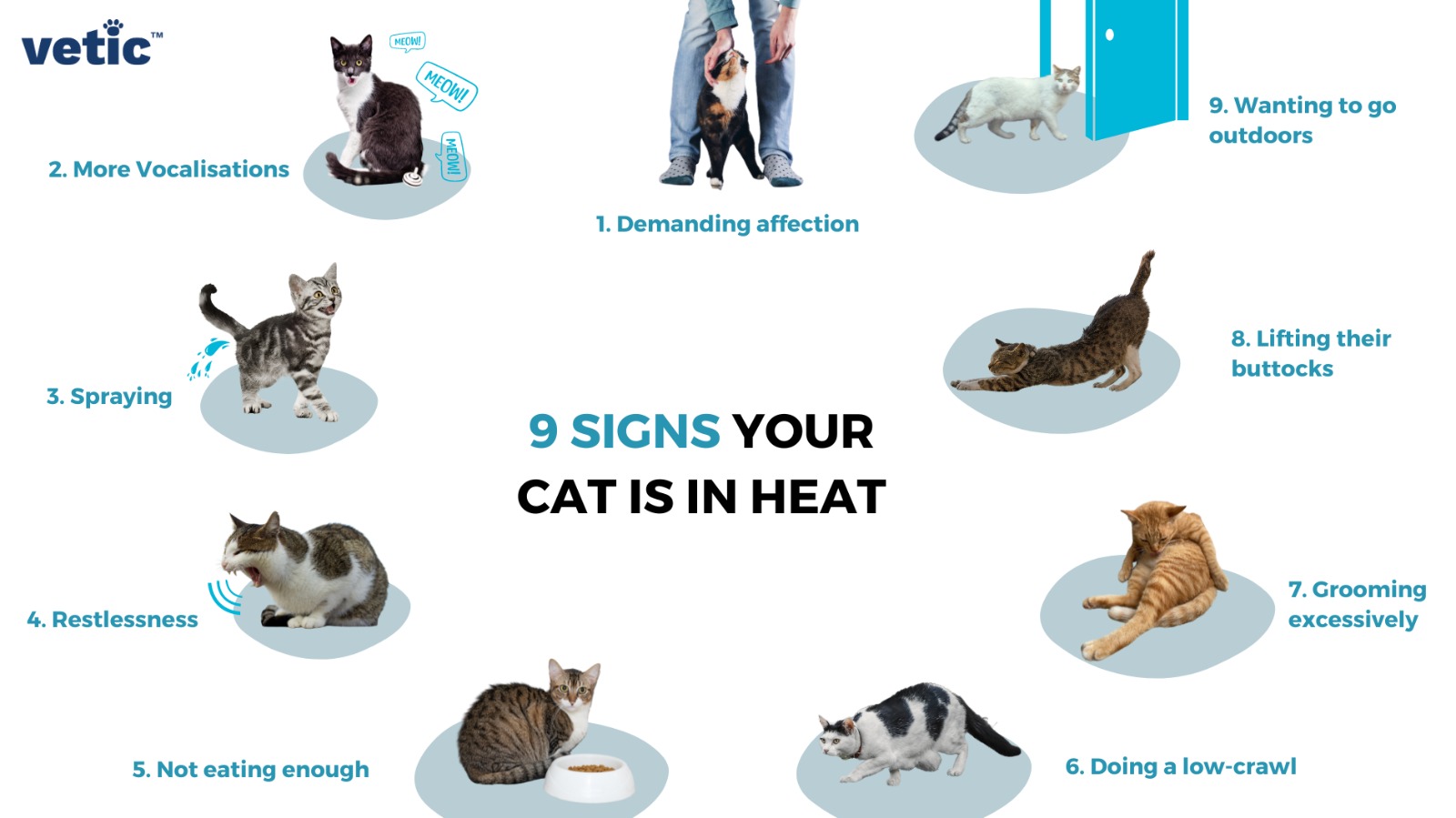 Infographic 9 Signs Of Cat In Heat 