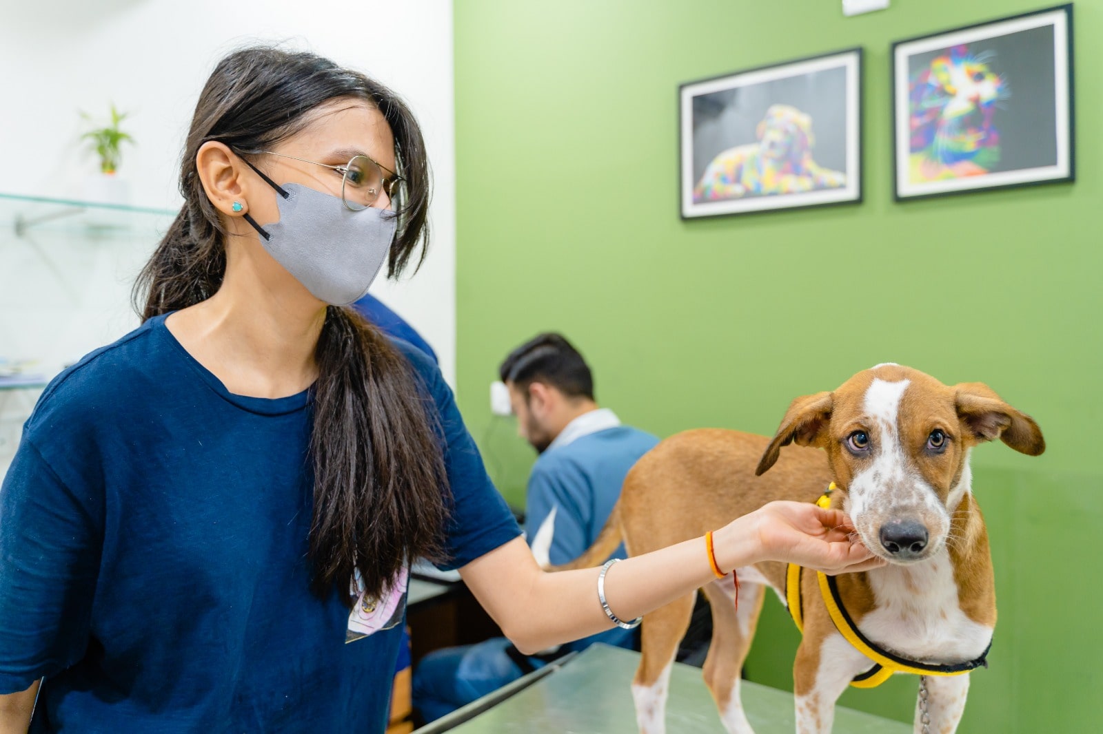 Photo of an dog mom scratching the lower jowl of her Indie dog. the dog is brown with a white muzzle and underside. he is wearing a bright yellow harness. the indie dog and pet parent are inside a vet's chamber as we can see the vet working on their computer in the background.