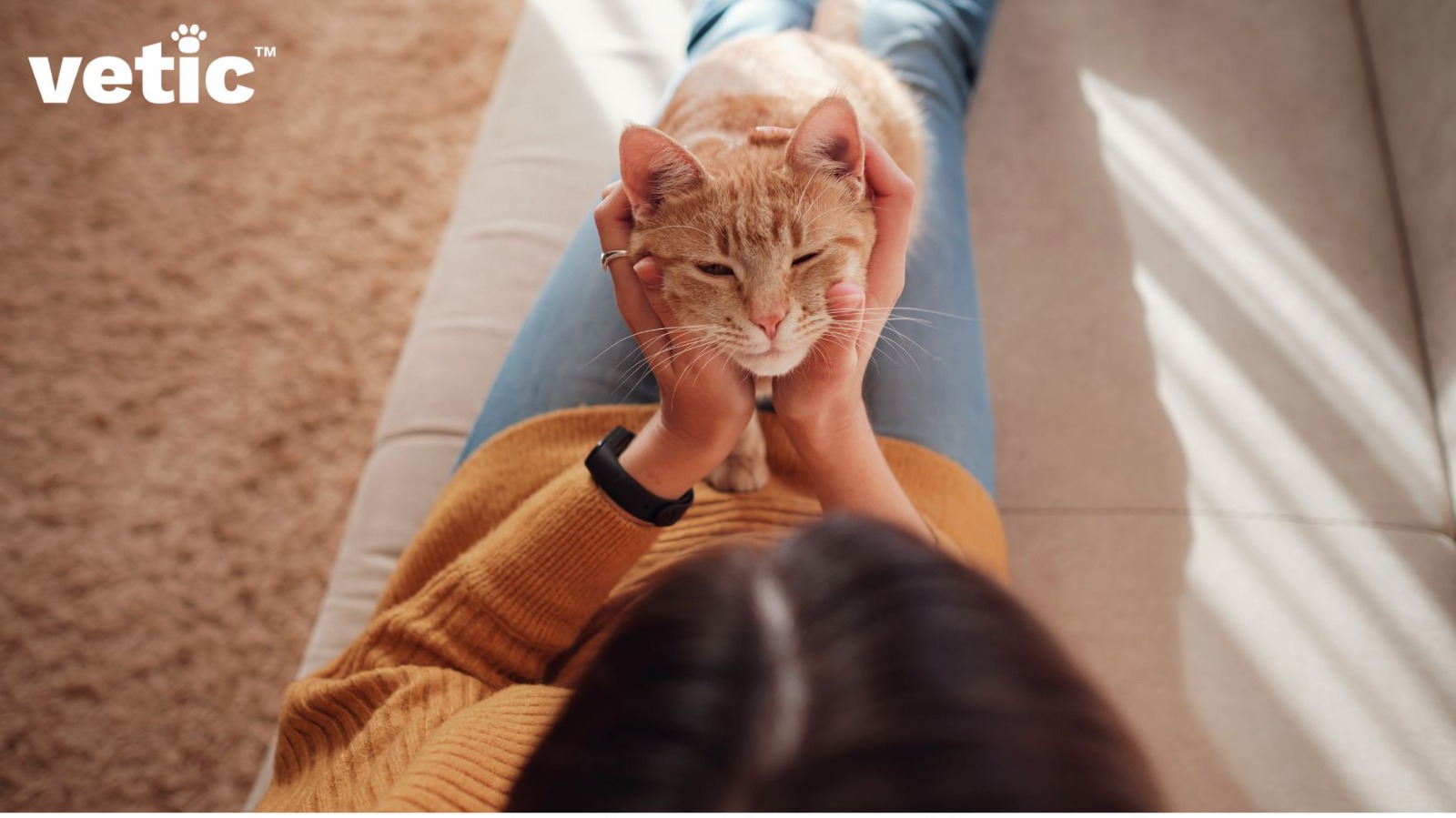 A ginger cat sitting on a woman's lap who's wearing a pair of blue jeans and ochre sweater. the photo is taken from the top so only the top of the woman's head is visible. she has black hair with a right part. She is holding the cat's face with both hands and the cat is enjoying this display of affection. A cat in heat will often demand and enjoy extra attention like this.