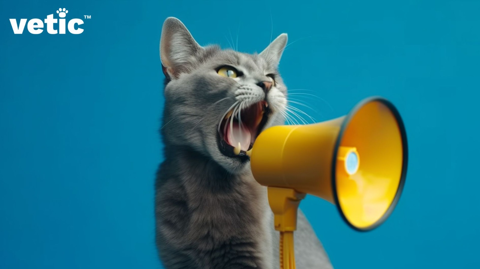 Photo of a grey short hair cat yelling into a yellow hand-held speaker. A cat in heat will often vocalise loudly and frequently.