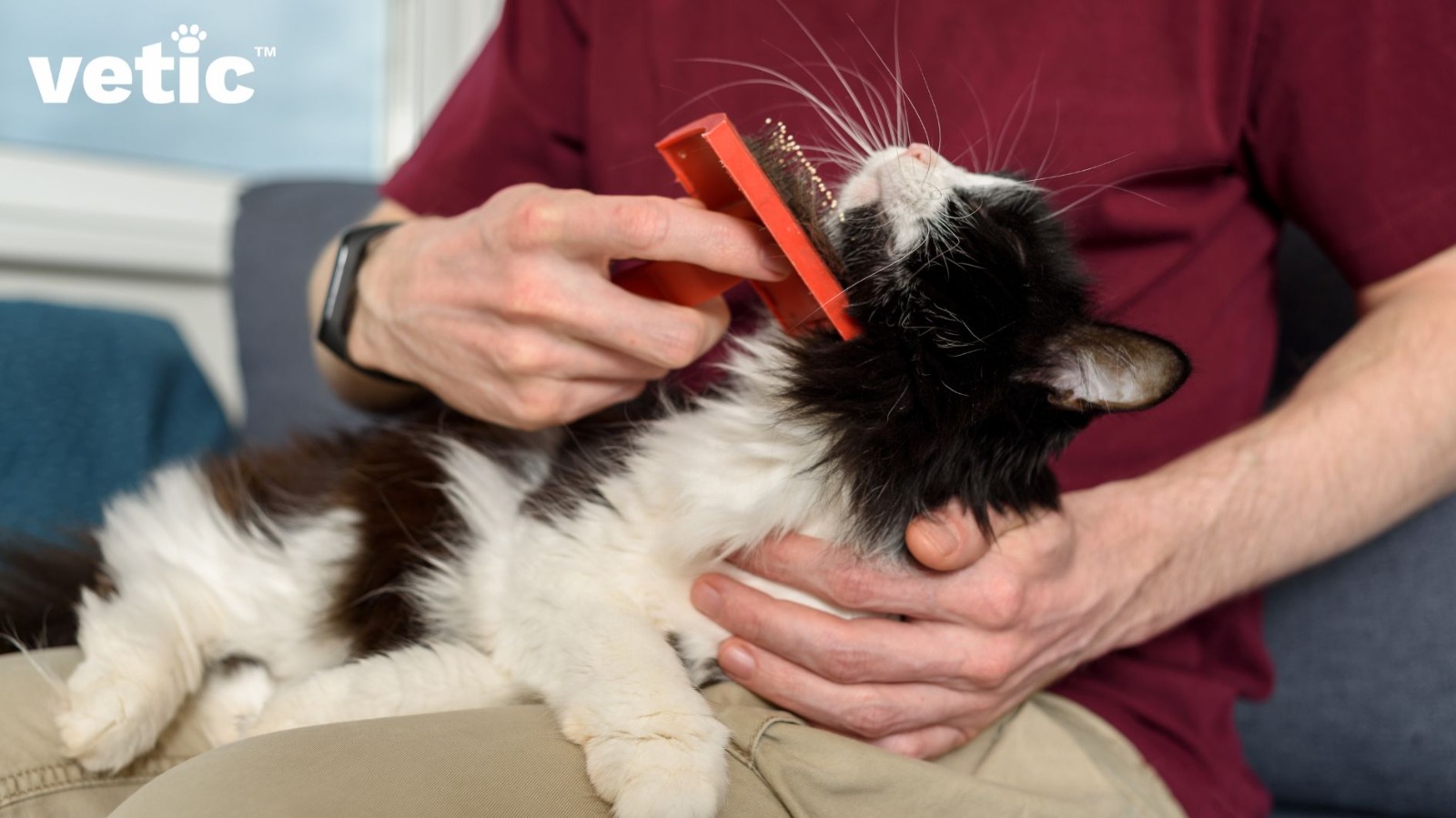 Photo of a man wearing a maroon T-shirf and beige pants brushing a black and white (chest and belly-area) Persian cat using a red handled slicker brush. To take care of your persian cat, you need to begin by brushing them regularly.